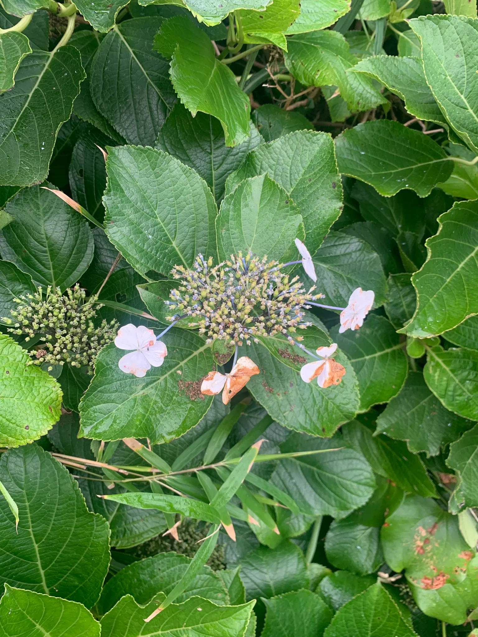Lacecap Hydrangea (Hydrangea Macrophylla 'Lacecap') — fertile flowers surrounded by a ring of larger; delicate flower heads with a mix of tiny, image 47