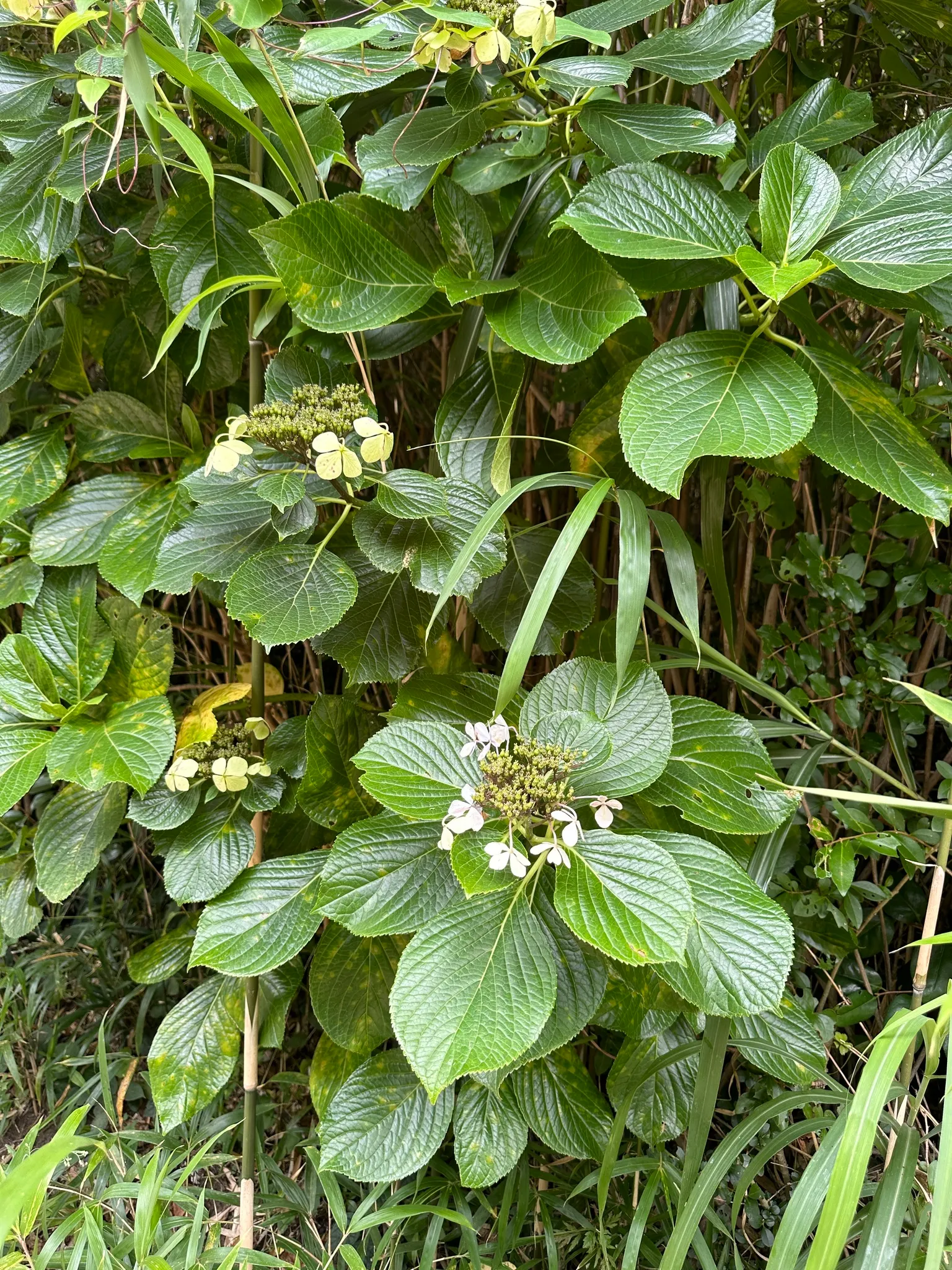 Lacecap Hydrangea (Hydrangea Macrophylla 'Lacecap') — provided they receive adequate moisture; shrub for half or shade