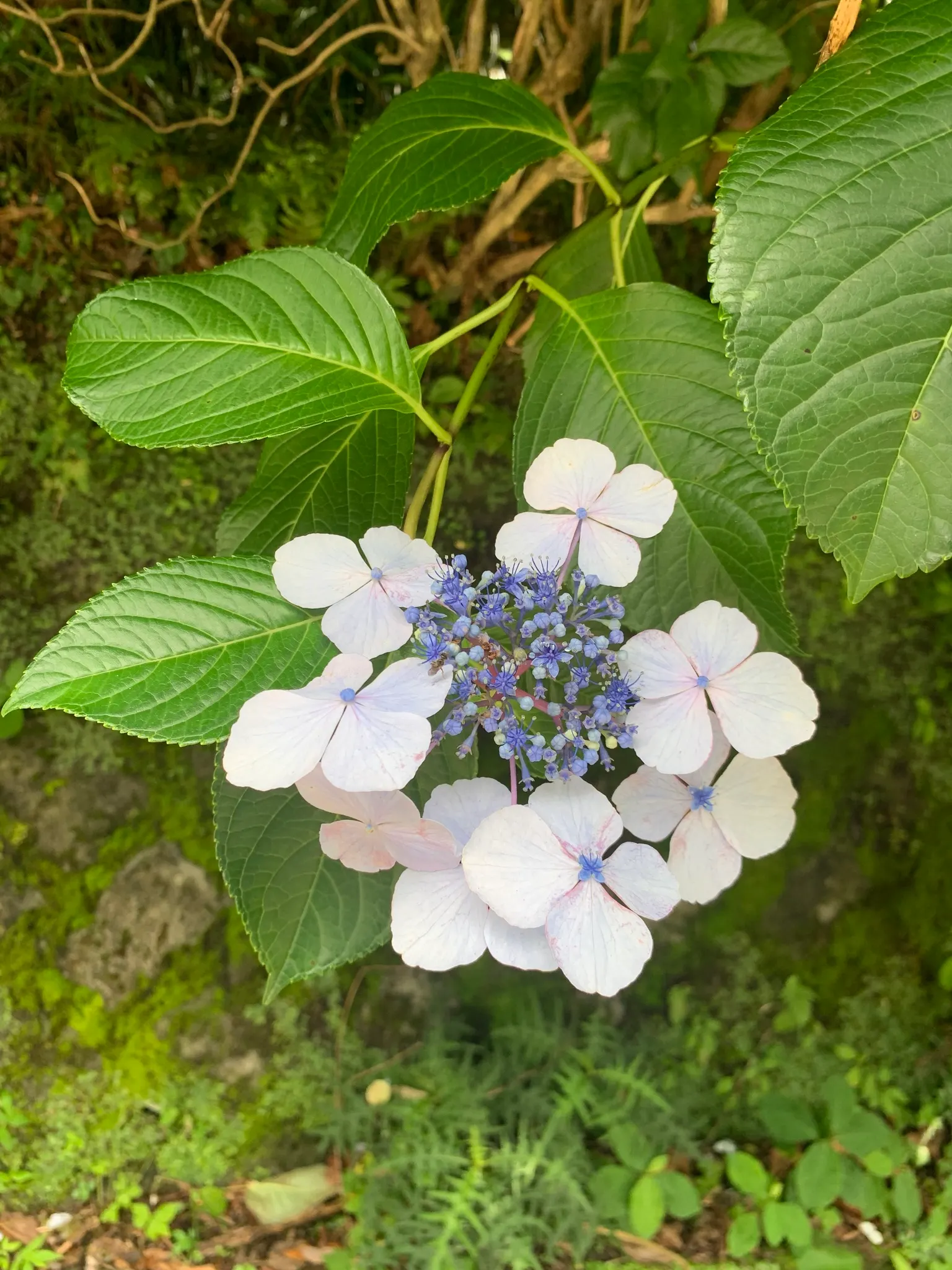 Lacecap Hydrangea (Hydrangea Macrophylla 'Lacecap') — Lacecap hydrangeas prefer partial shade but can tolerate full sun in cooler climates; making it an