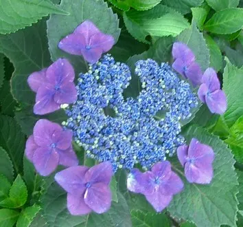 Lacecap Hydrangea (Hydrangea Macrophylla 'Lacecap') — moist soil with a pH that determines bloom color