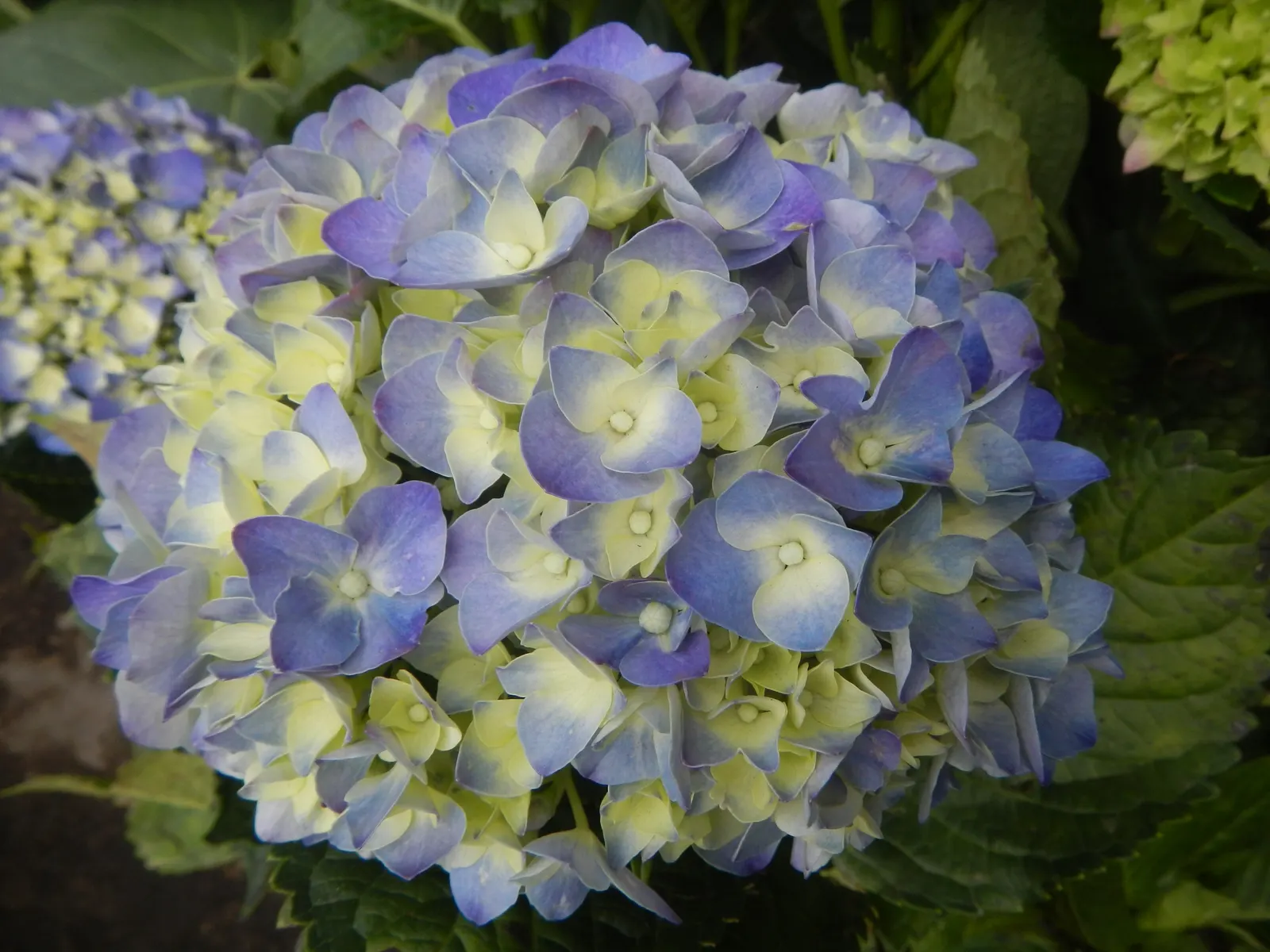 Lacecap Hydrangea (Hydrangea Macrophylla 'Lacecap') — Flowering from early summer to fall, it creates a cool, serene palette; lacecap hydrangeas prefer partial