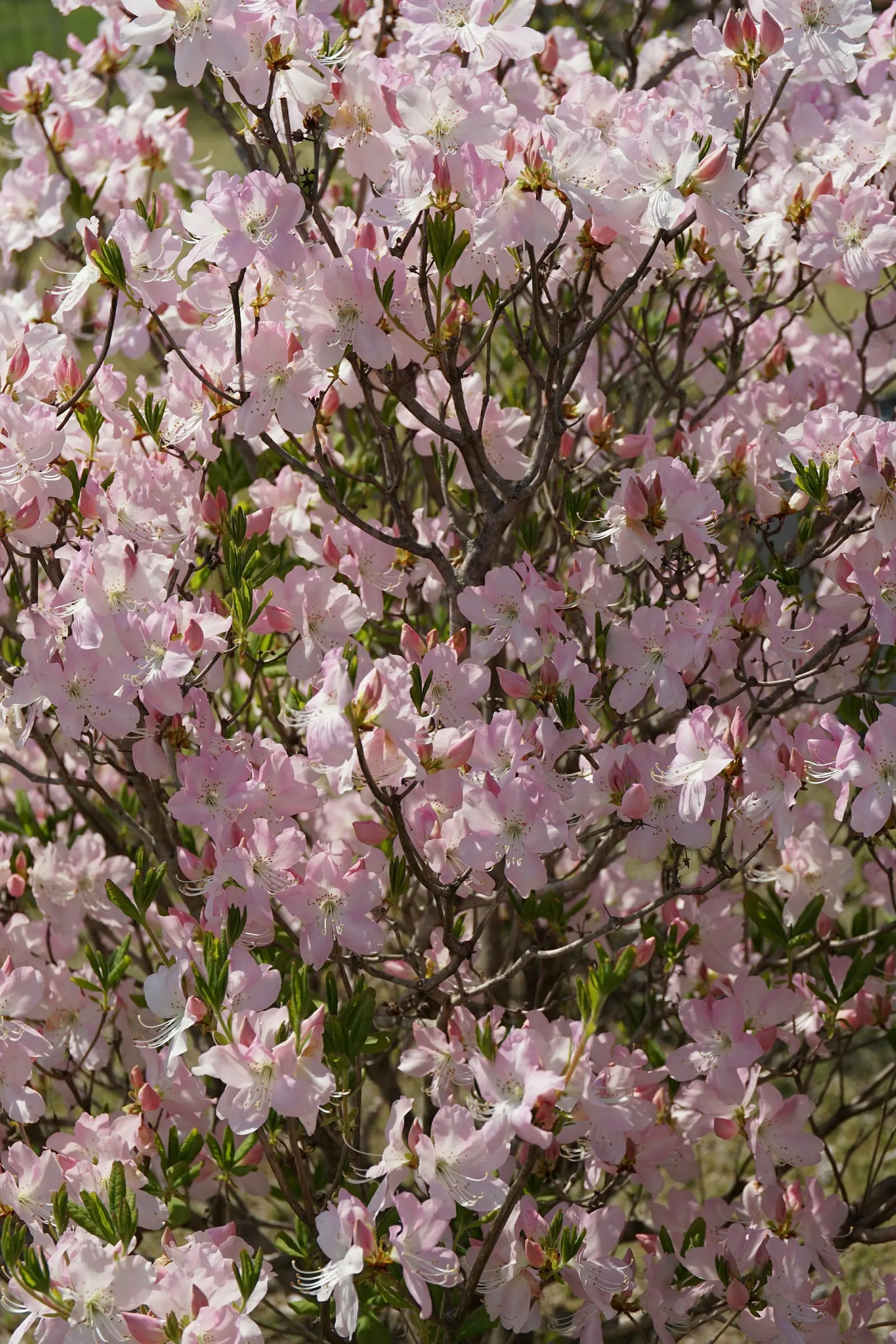 Royal Azalea (Rhododendron Schlippenbachii) — The petals are elegantly arranged in a funnel-shaped whorl
