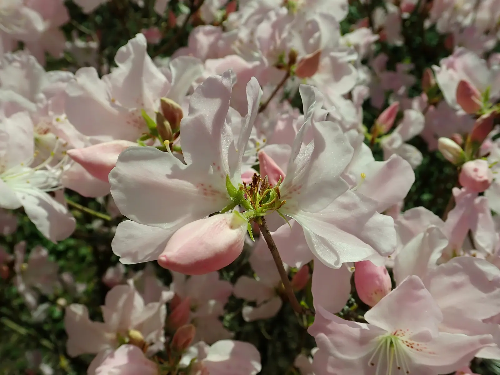 Royal Azalea (Rhododendron Schlippenbachii) — it requires a site offering partial shade with protection from harsh midday sun