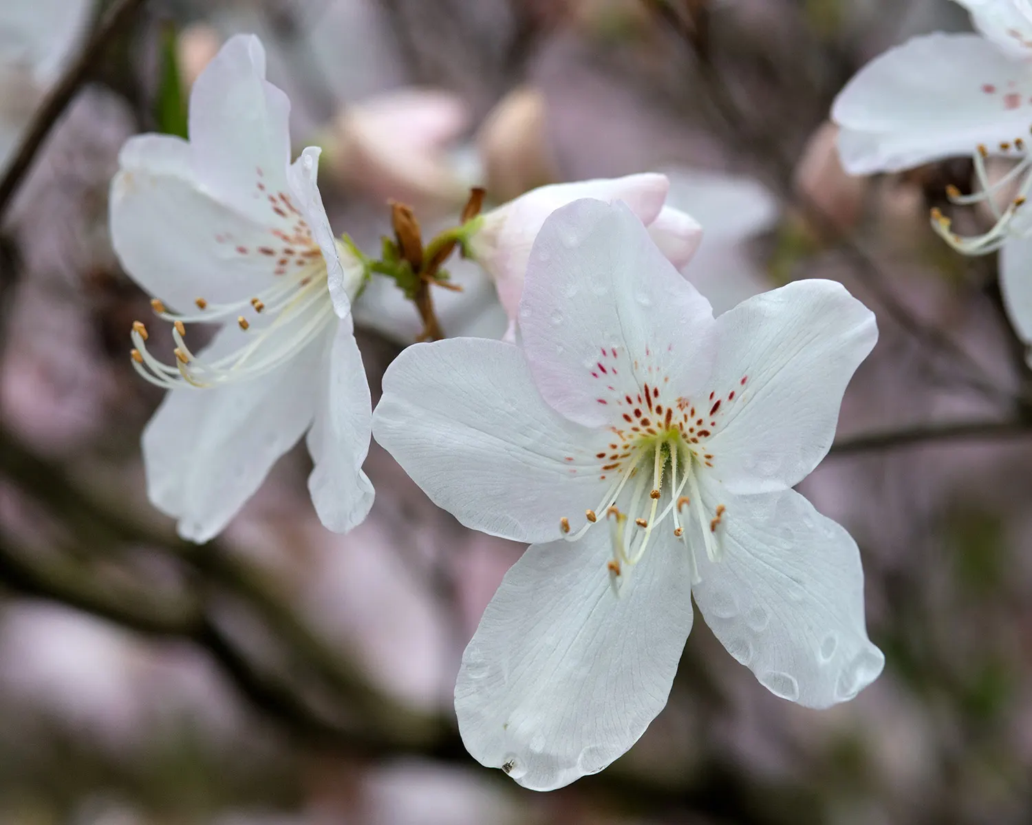 Royal Azalea (Rhododendron Schlippenbachii) — with a subtle fragrance adding to its allure; benefitting greatly from a layer of mulch to retain moisture and
