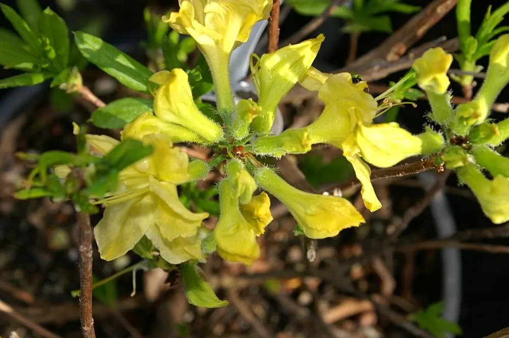 Royal Azalea (Rhododendron Schlippenbachii) — the foliage of Rhododendron schlippenbachii transforms into an alluring display of orange