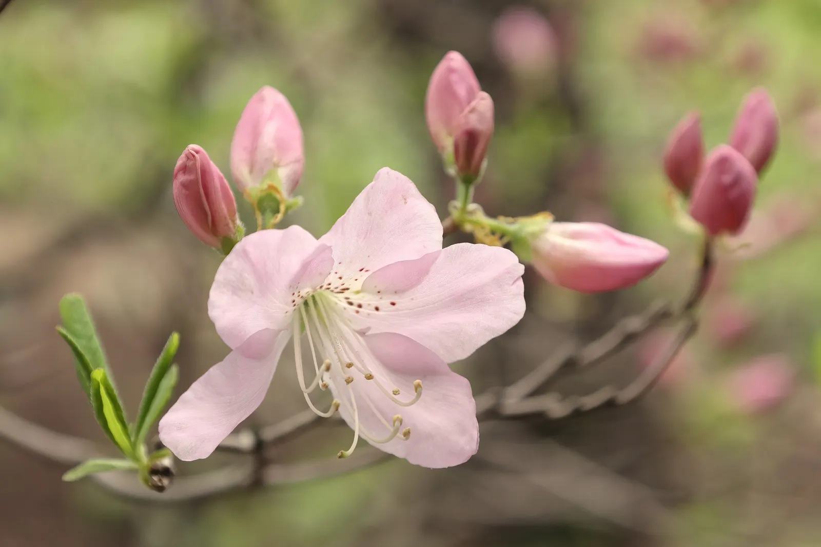 Royal Azalea (Rhododendron Schlippenbachii) — it requires a site offering partial shade with protection from harsh midday sun; a plant that promises visual