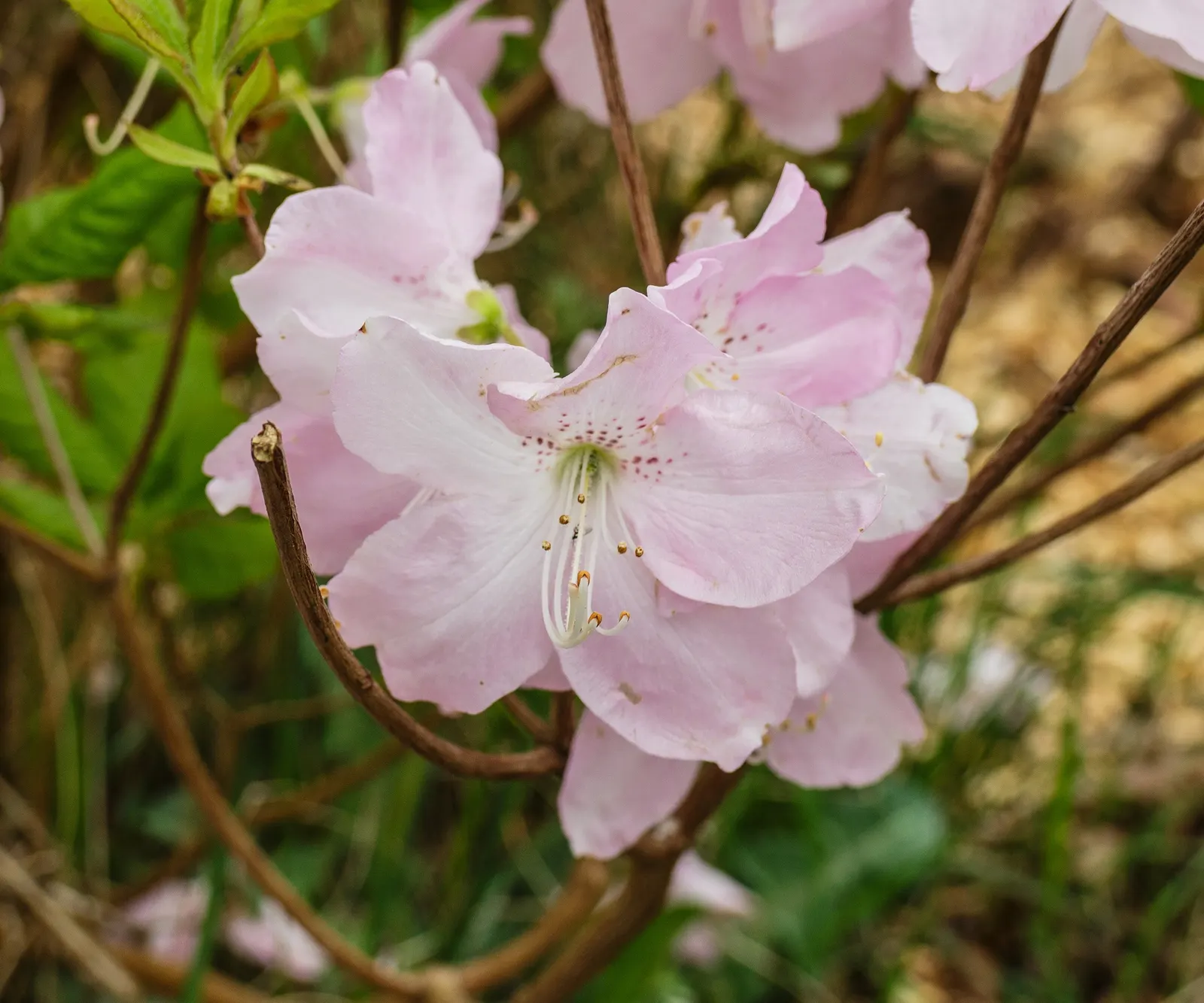 Royal Azalea (Rhododendron Schlippenbachii) — benefitting greatly from a layer of mulch to retain moisture and protect its shallow root system