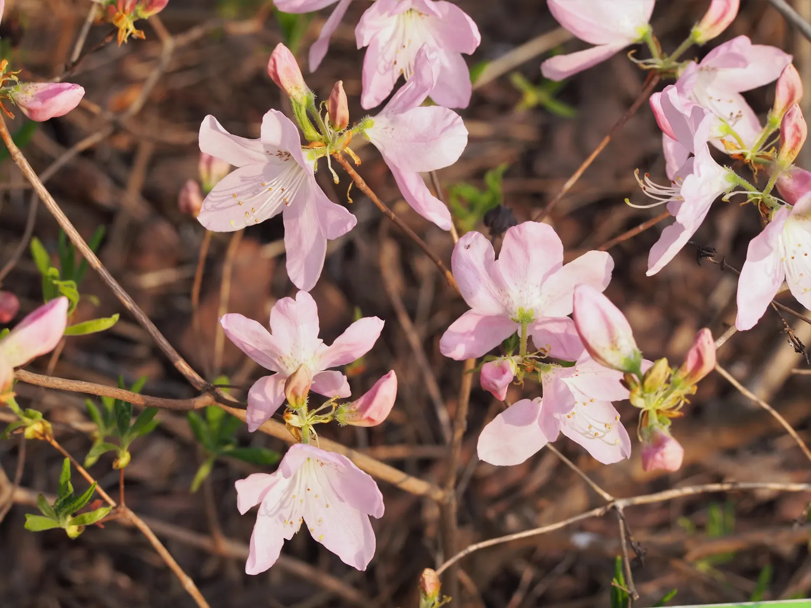 Royal Azalea (Rhododendron Schlippenbachii) — It can reach 4-6 feet in height and spans of 3-5 feet, thriving in partial shade and well-drained, image 30