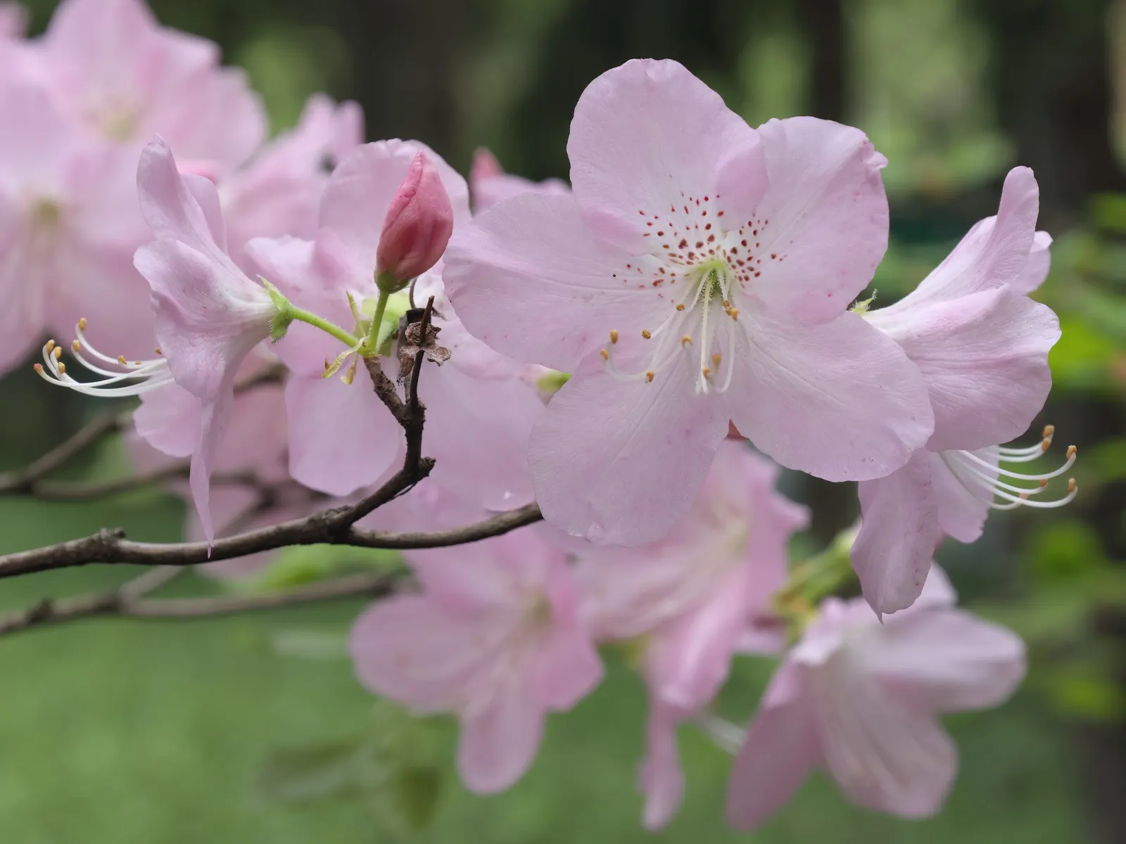Royal Azalea (Rhododendron Schlippenbachii) — shrub for half; a plant that promises visual interest through multiple seasons