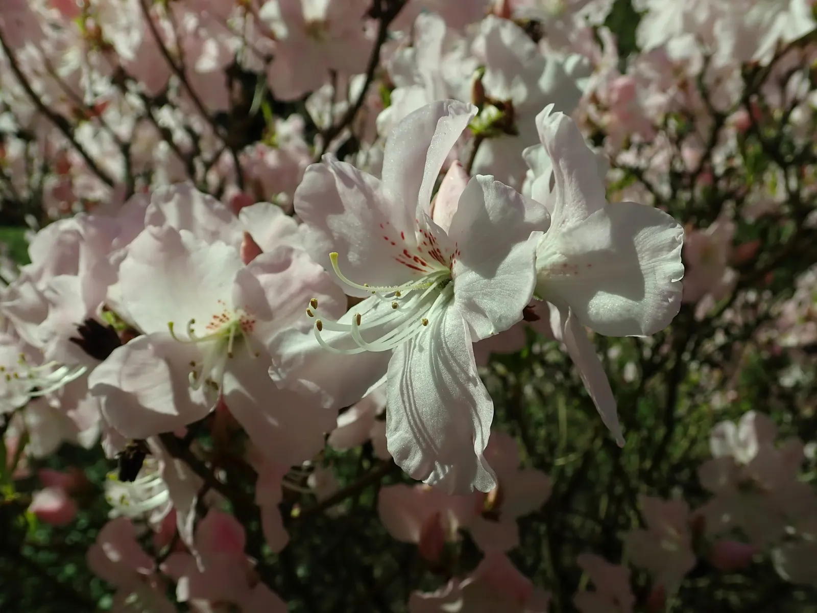 Royal Azalea (Rhododendron Schlippenbachii) — Hardy and moderately low-maintenance; a plant that promises visual interest through multiple seasons, image 60