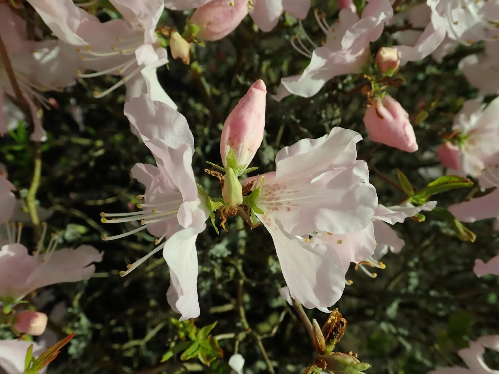 Royal Azalea (Rhododendron Schlippenbachii) — the Royal Azalea accommodates small garden spaces with ease