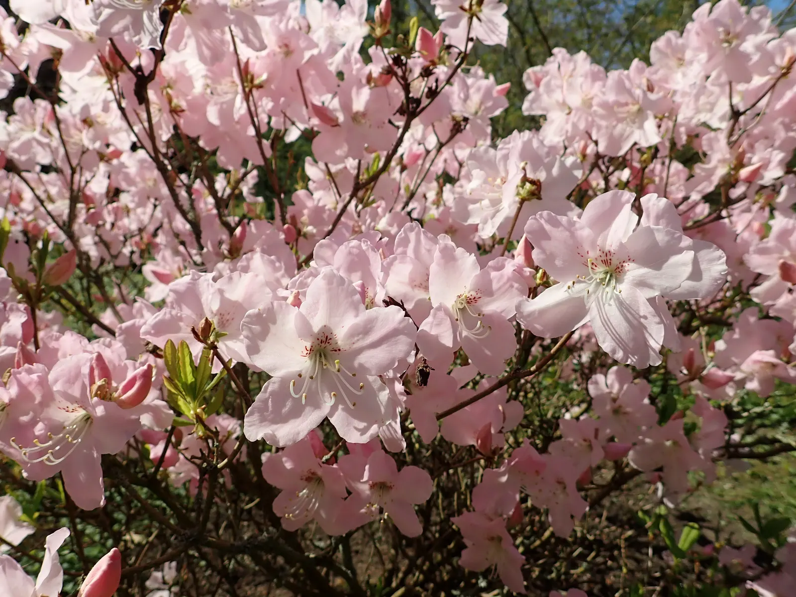 Royal Azalea (Rhododendron Schlippenbachii) — pink flowers in the garden
