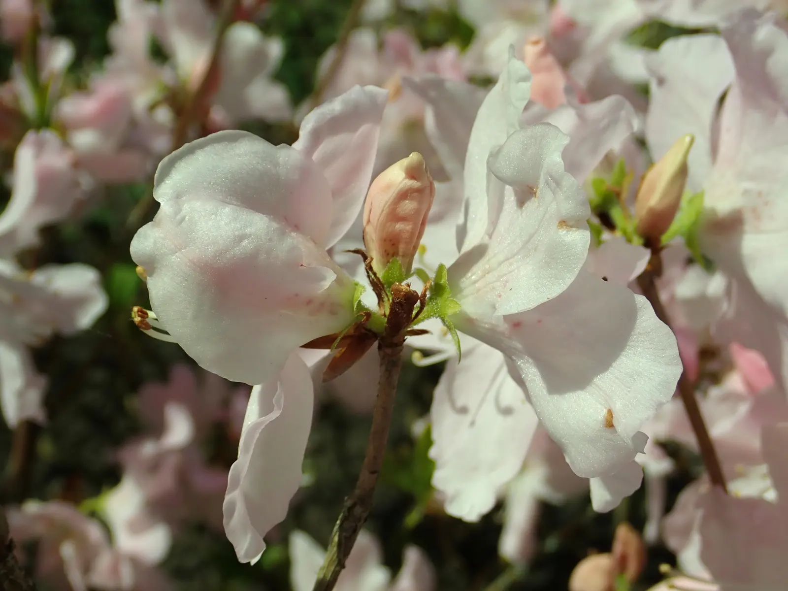 Royal Azalea (Rhododendron Schlippenbachii) — is a deciduous shrub renowned for its enchanting spring blooms and captivating fall foliage; hardy and moderately