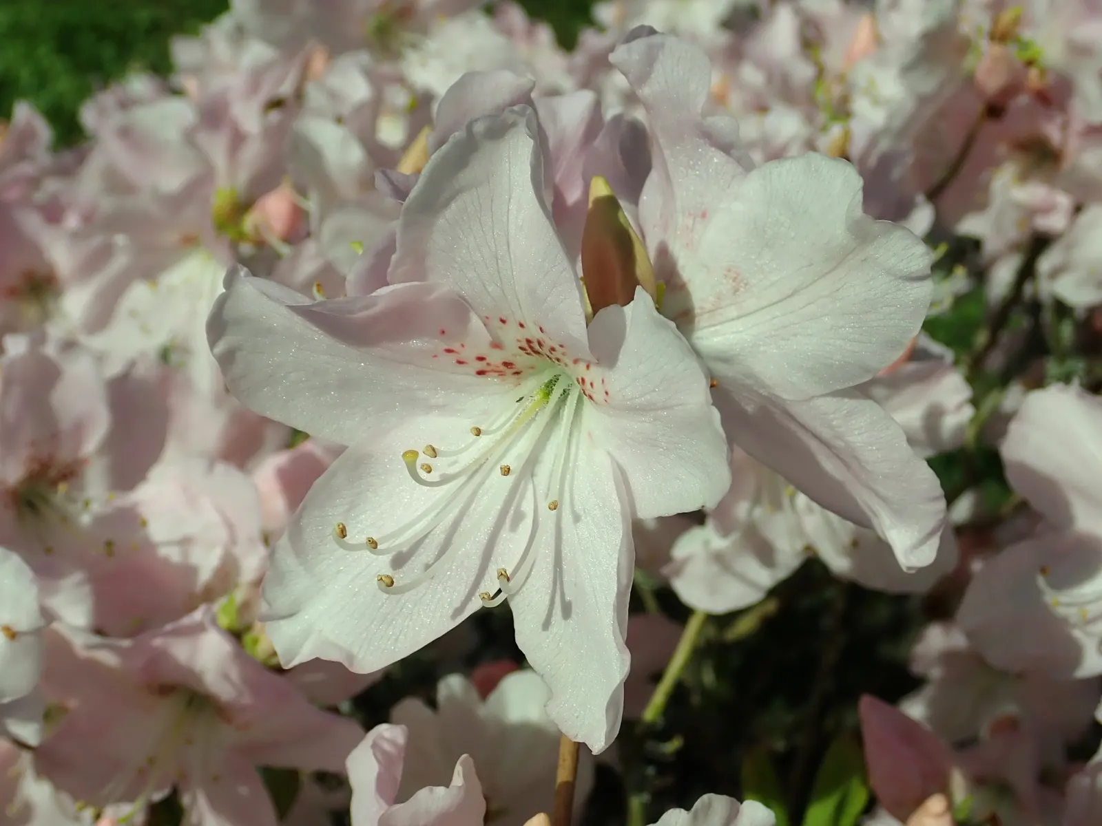 Royal Azalea (Rhododendron Schlippenbachii) — is a deciduous shrub renowned for its enchanting spring blooms and captivating fall foliage; hardy, image 61