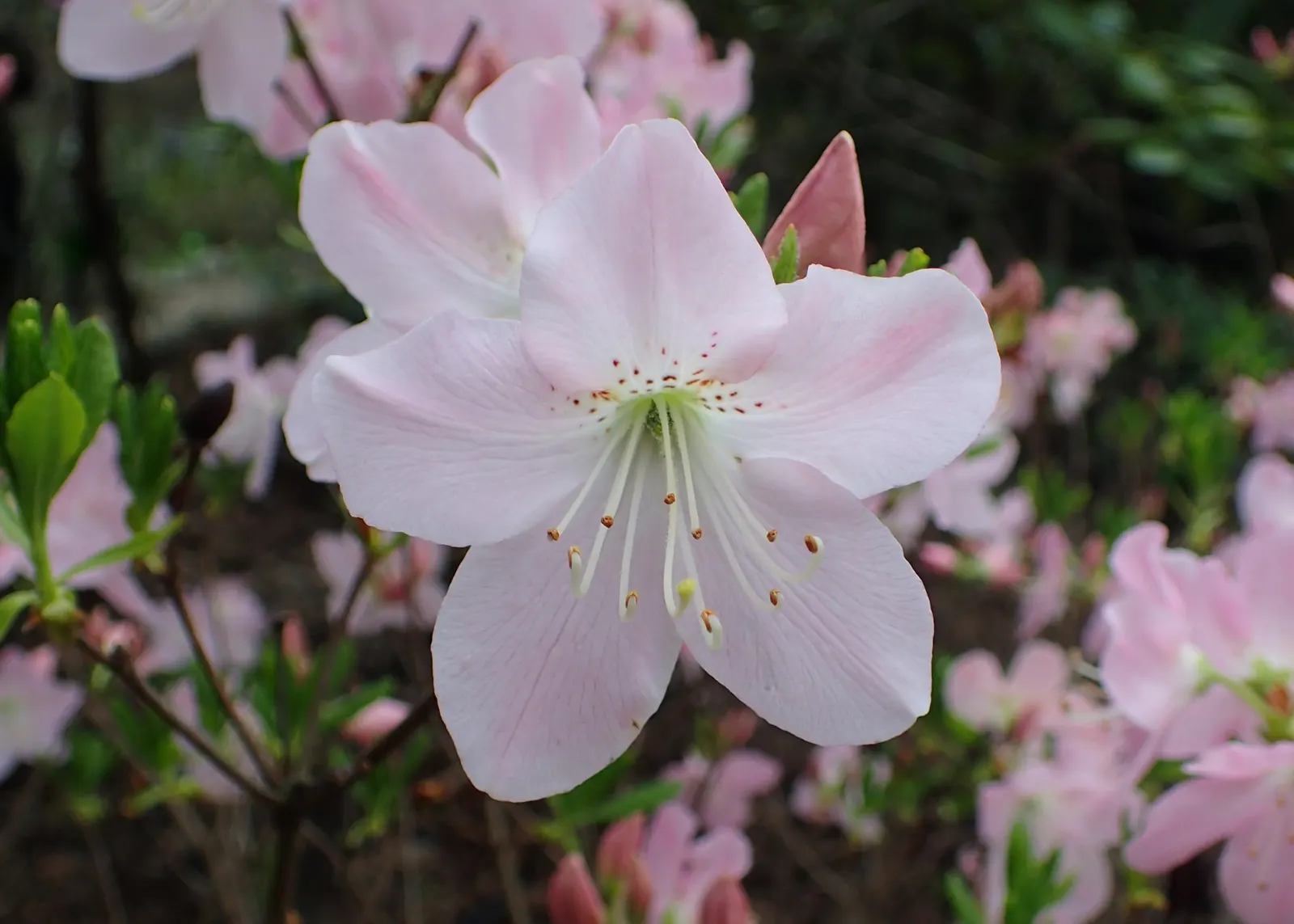 Royal Azalea (Rhododendron Schlippenbachii) — XBOOLEAdd a touch of stately beauty to your landscape with the Royal Azalea