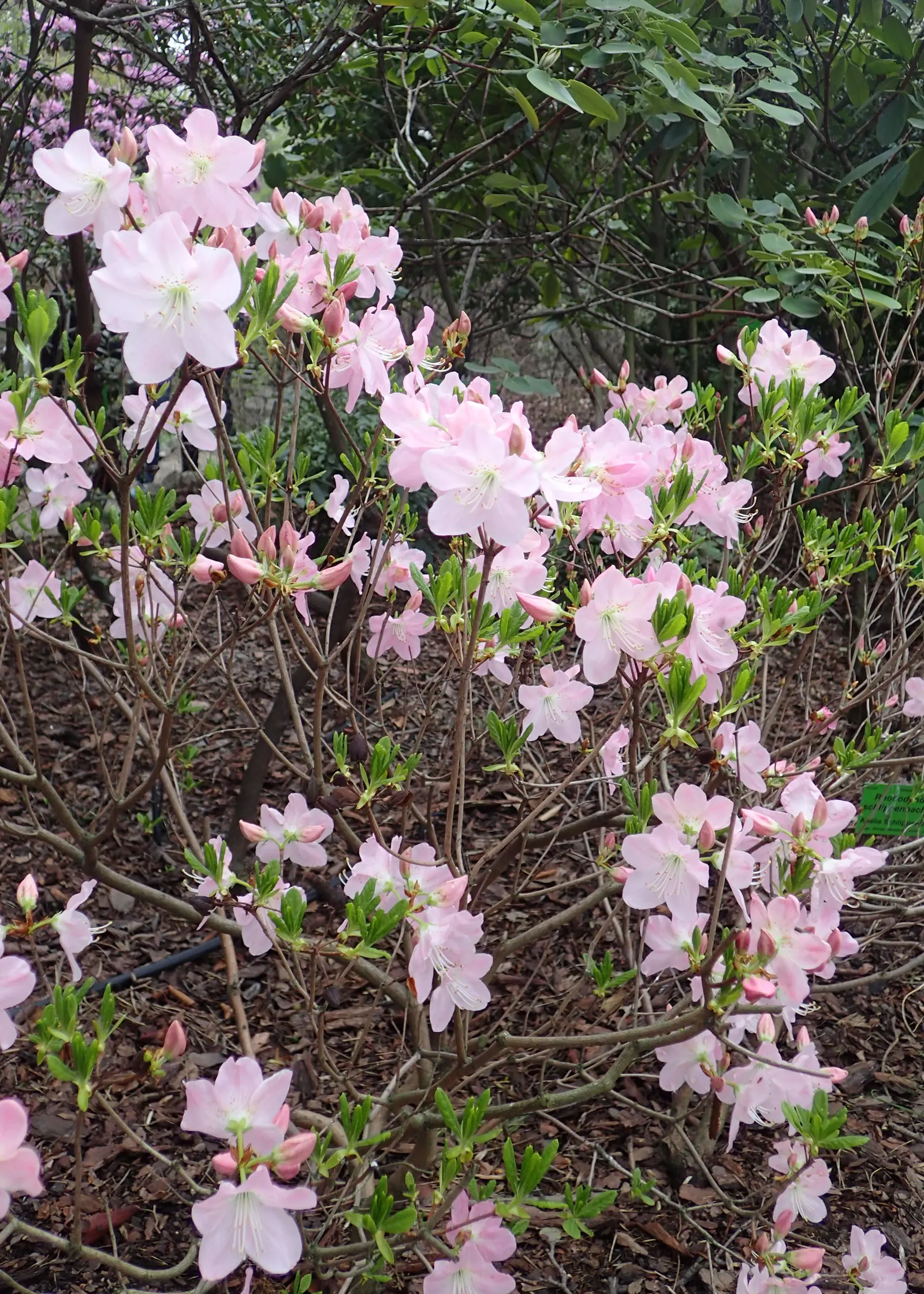 Royal Azalea (Rhododendron Schlippenbachii) — Each bloom measures approximately 2 to 3 inches across