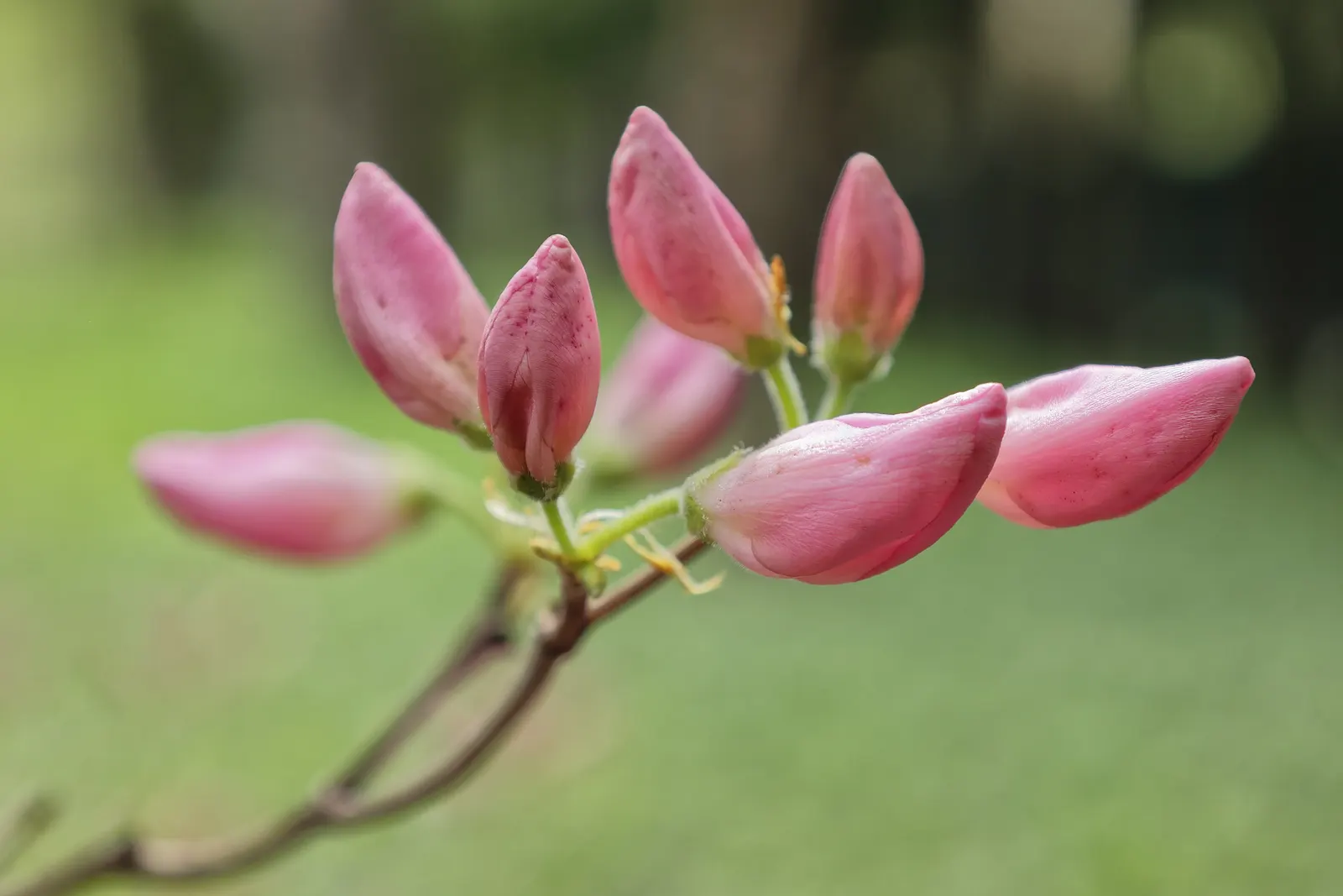 Royal Azalea (Rhododendron Schlippenbachii) — Native to the regions of Korea