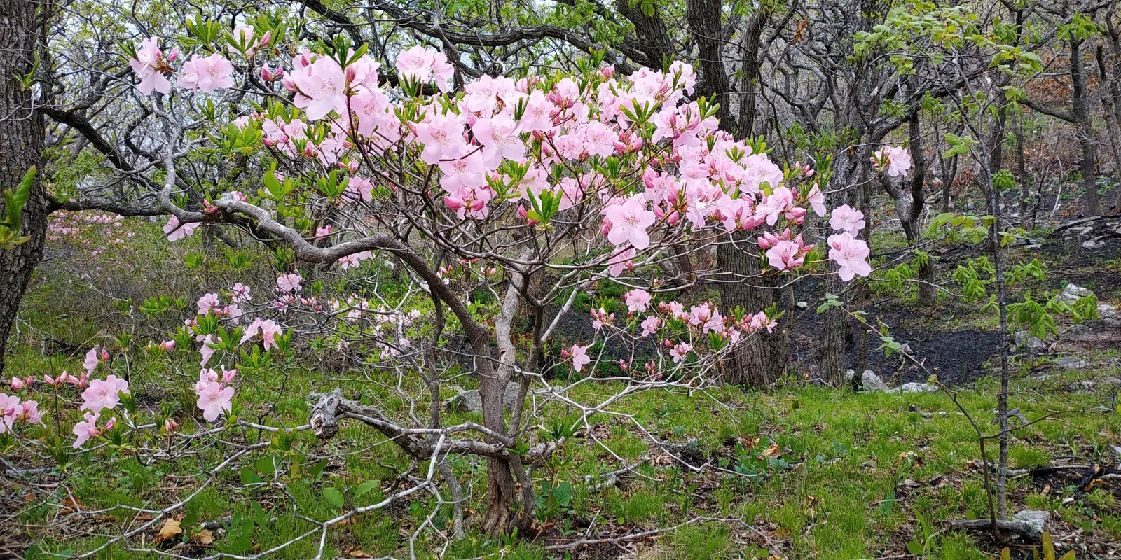Royal Azalea (Rhododendron Schlippenbachii) — To achieve peak vibrancy and health