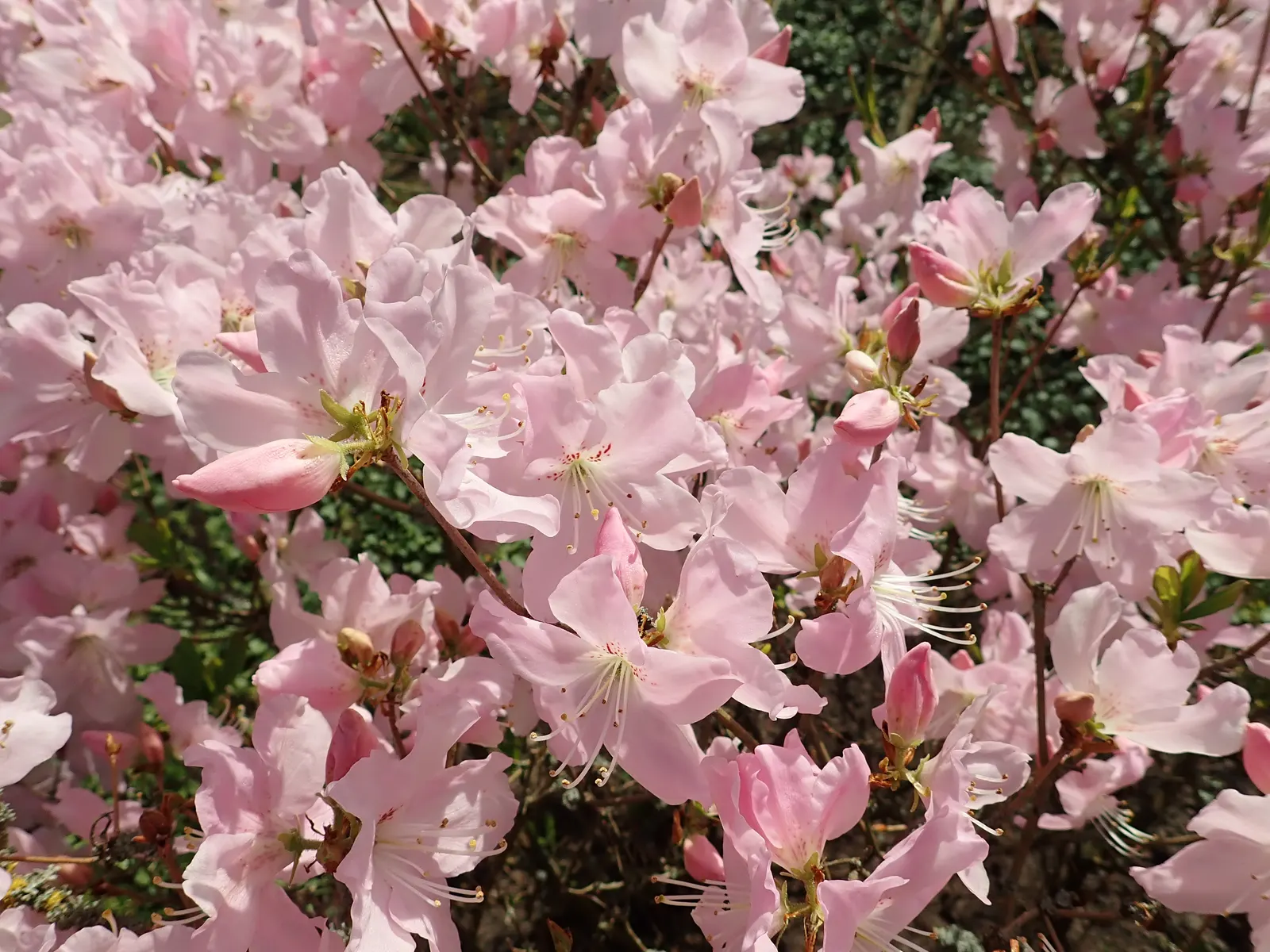Royal Azalea (Rhododendron Schlippenbachii) — is a deciduous shrub flowering in mid-spring with clusters of soft pink