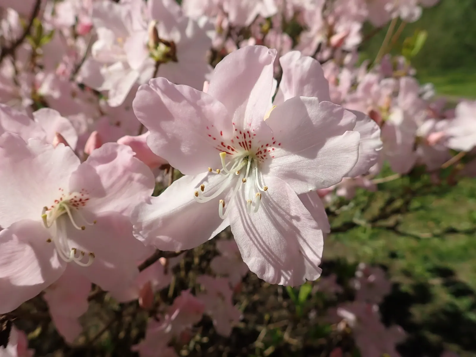 Royal Azalea (Rhododendron Schlippenbachii) — with pink speckling and a slightly darker blush at the throat; hardy and moderately low-maintenance