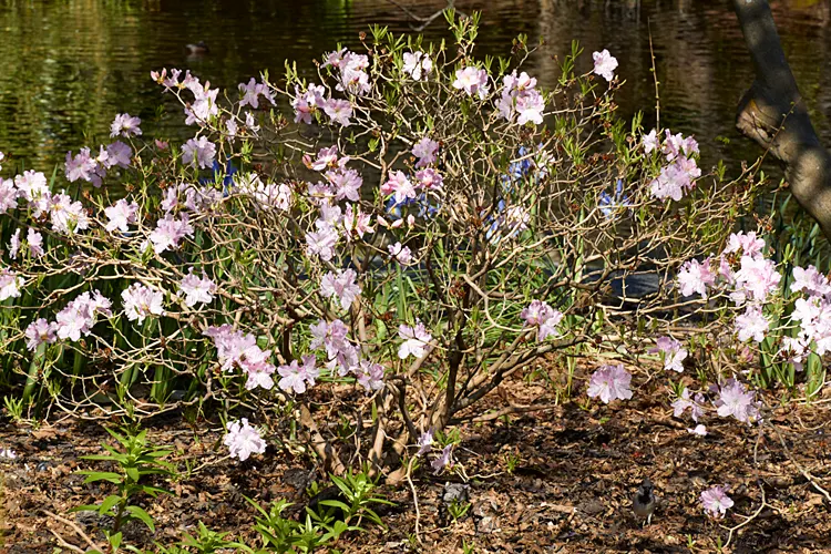Royal Azalea (Rhododendron Schlippenbachii) — Hardy and moderately low-maintenance; a plant that promises visual interest through multiple seasons