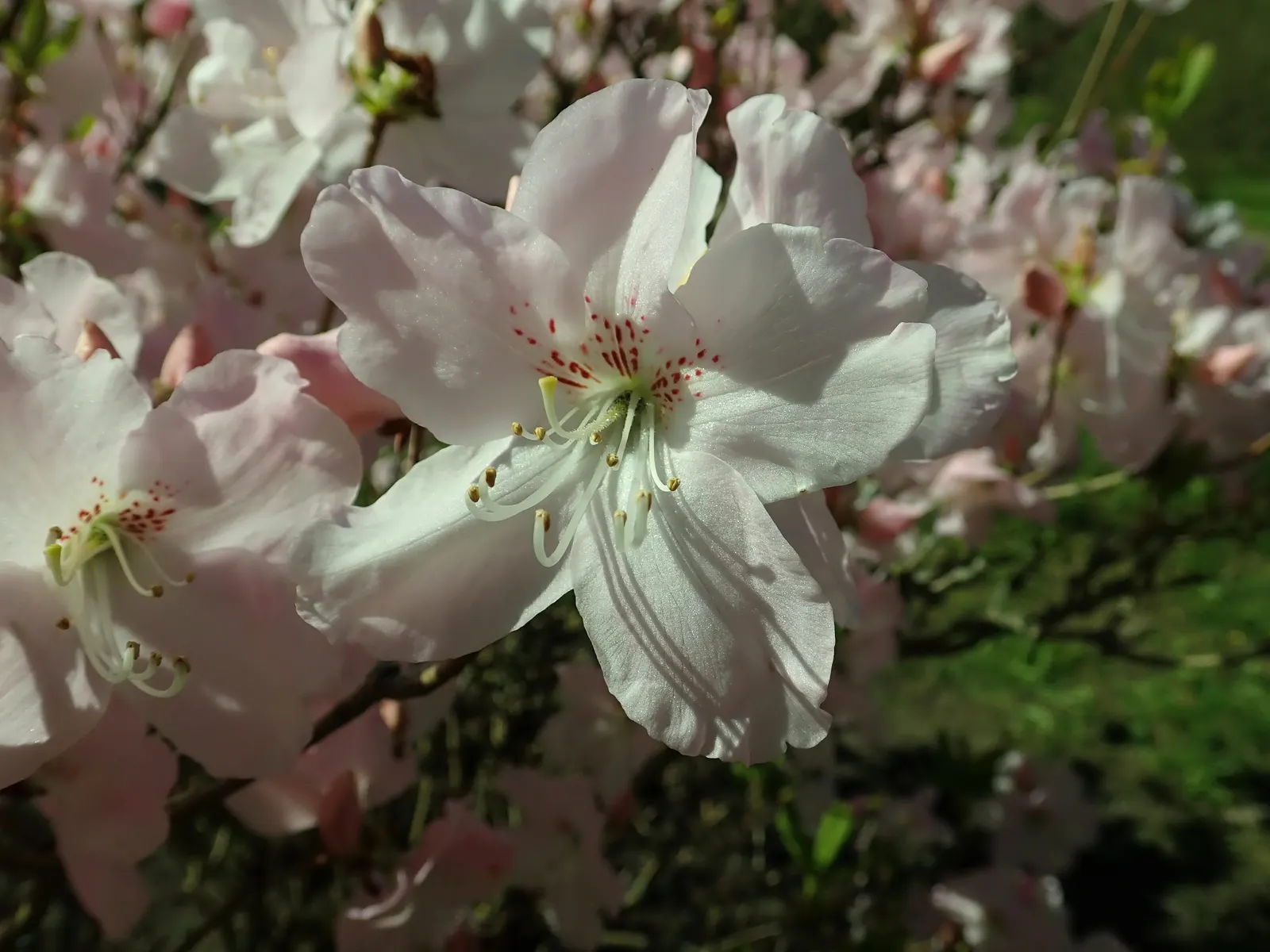 Royal Azalea (Rhododendron Schlippenbachii) — Typically reaching a modest height of 4 to 6 feet with a similar spread; a plant that promises visual interest