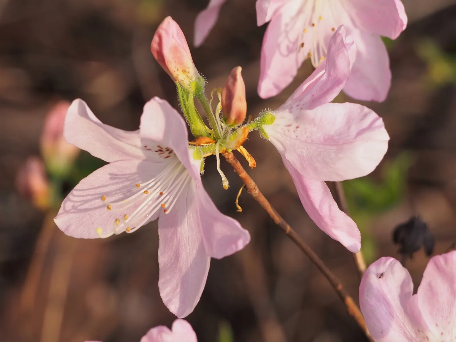 Royal Azalea (Rhododendron Schlippenbachii) — this species prominently features in many temperate garden designs for its ornamental appeal