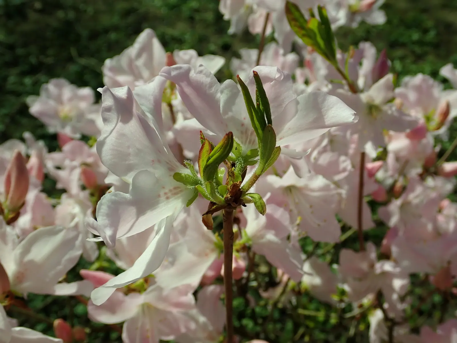 Royal Azalea (Rhododendron Schlippenbachii) — but proper drainage is crucial to prevent root rot