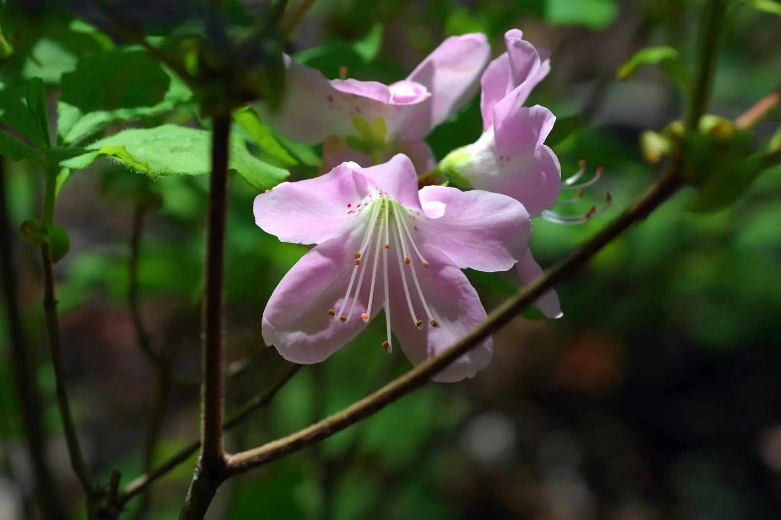 Royal Azalea (Rhododendron Schlippenbachii) — especially during dry spells