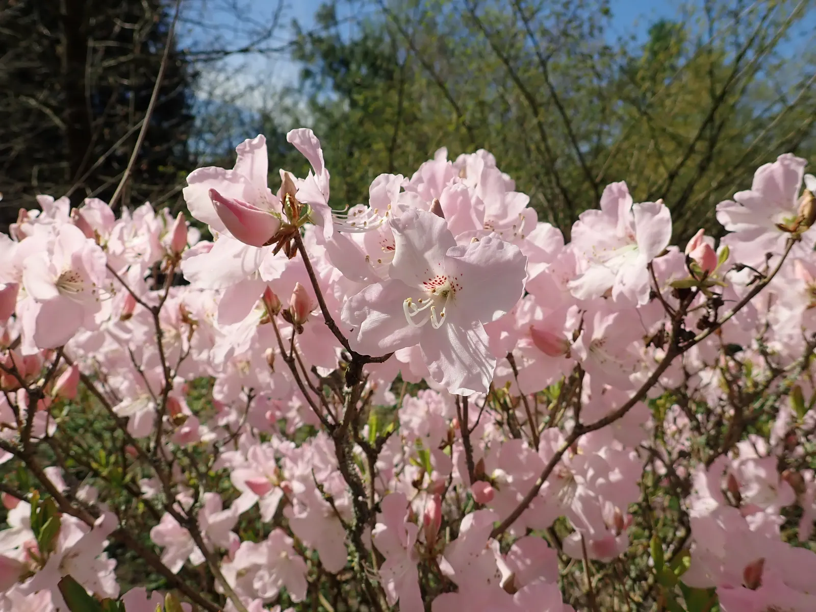 Royal Azalea (Rhododendron Schlippenbachii) — this species prominently features in many temperate garden designs for its ornamental appeal, image 63
