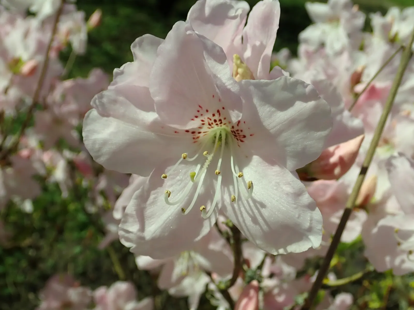 Royal Azalea (Rhododendron Schlippenbachii) — XBOOLEAdd a touch of stately beauty to your landscape with the Royal Azalea; a plant that promises visual
