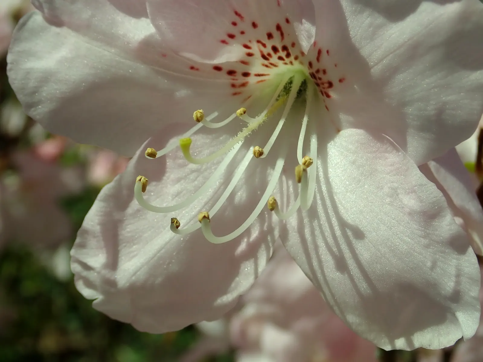 Royal Azalea (Rhododendron Schlippenbachii) — Typically reaching a modest height of 4 to 6 feet with a similar spread; a plant that promises visual, image 64
