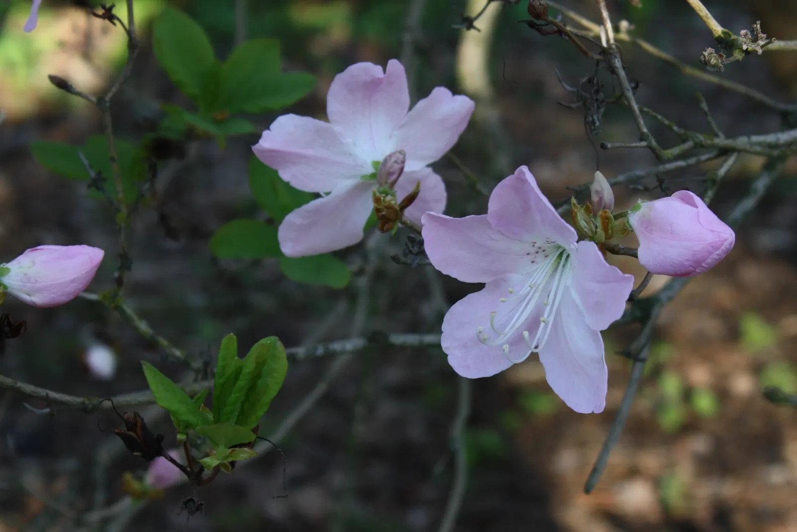 Royal Azalea (Rhododendron Schlippenbachii) — The petals are elegantly arranged in a funnel-shaped whorl; a plant that promises visual interest through