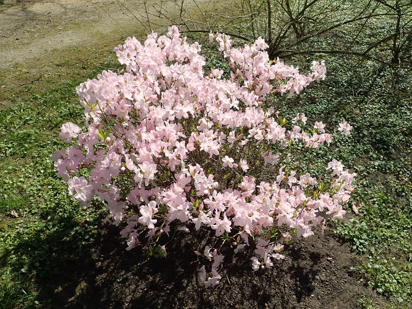 Royal Azalea (Rhododendron Schlippenbachii) — pink flowers in the garden; the foliage of Rhododendron schlippenbachii transforms into an alluring display of