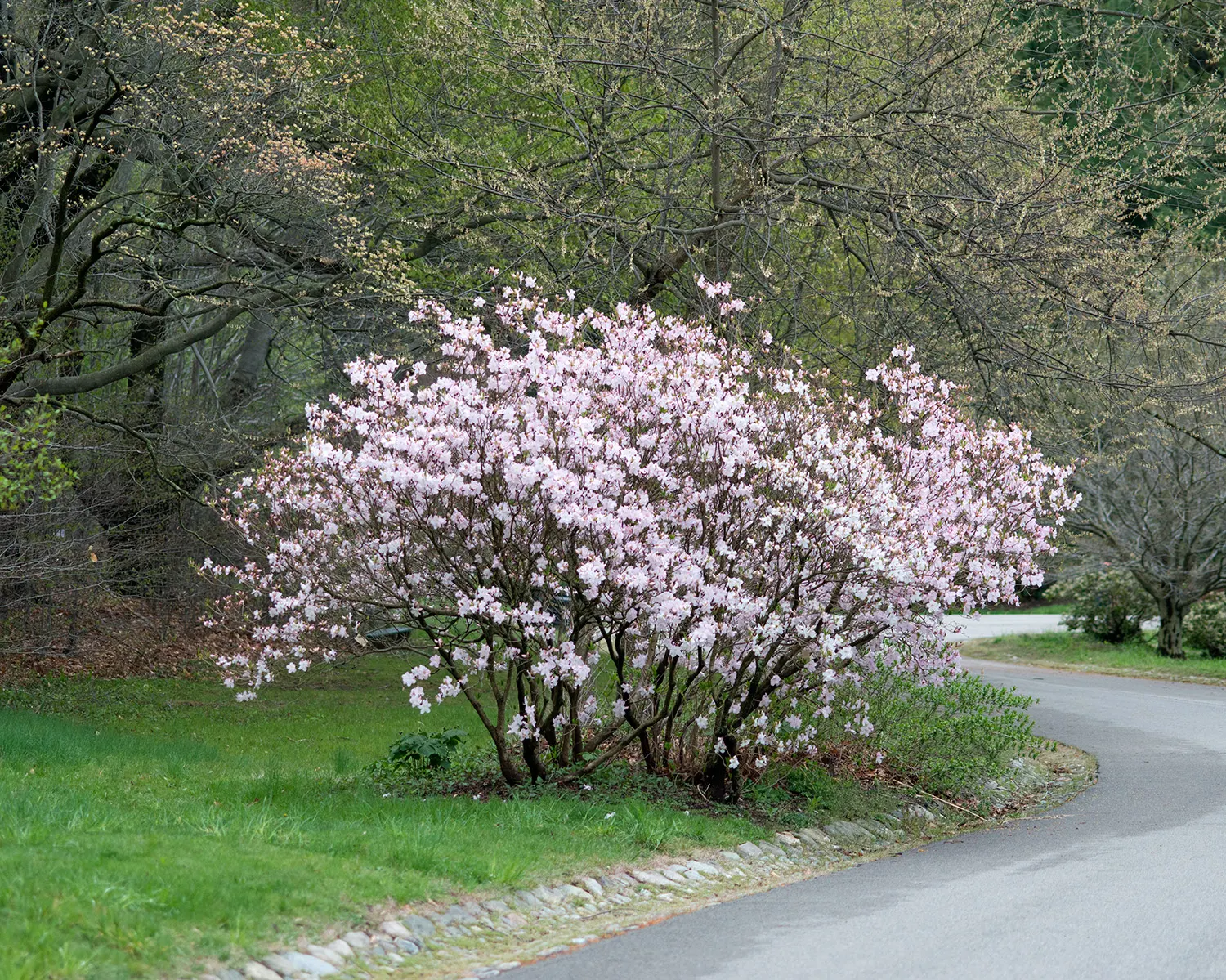 Royal Azalea (Rhododendron Schlippenbachii) — is a deciduous shrub flowering in mid-spring with clusters of soft pink; hardy and moderately, image 57