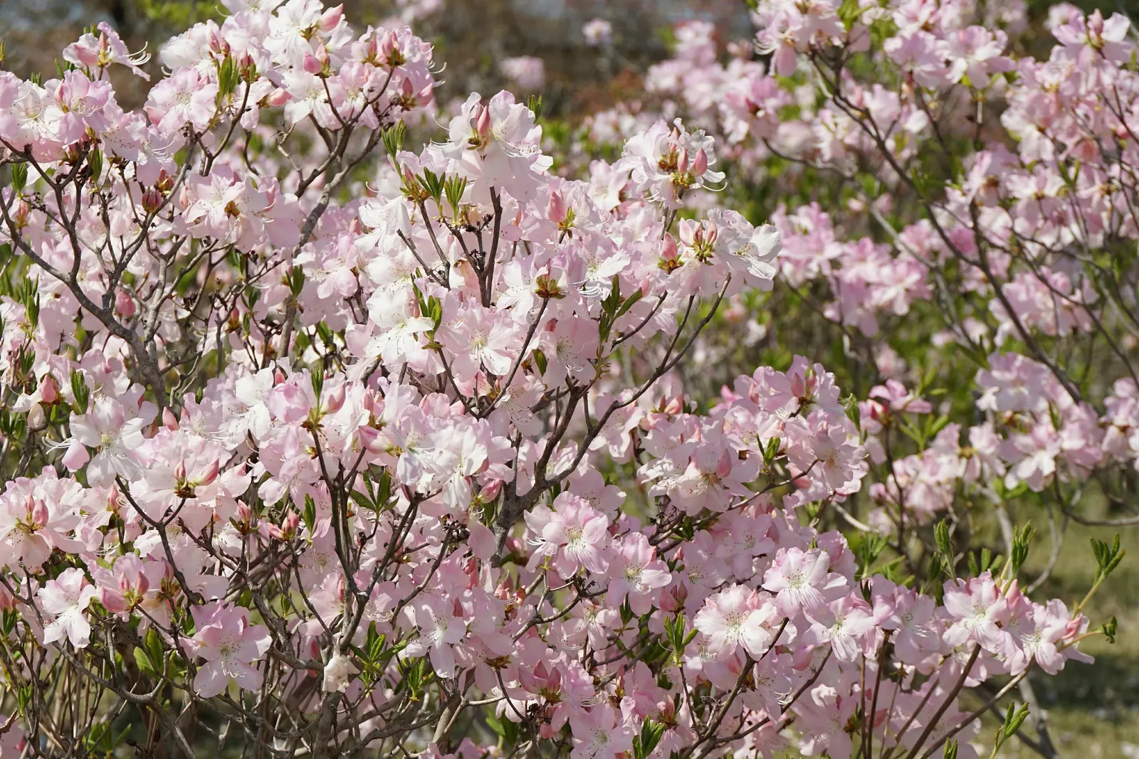 Royal Azalea (Rhododendron Schlippenbachii) — Typically reaching a modest height of 4 to 6 feet with a similar spread