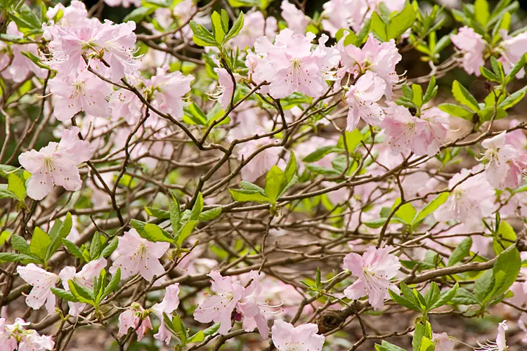 Royal Azalea (Rhododendron Schlippenbachii) — Native to the regions of Korea; the foliage of Rhododendron schlippenbachii transforms into an, image 62