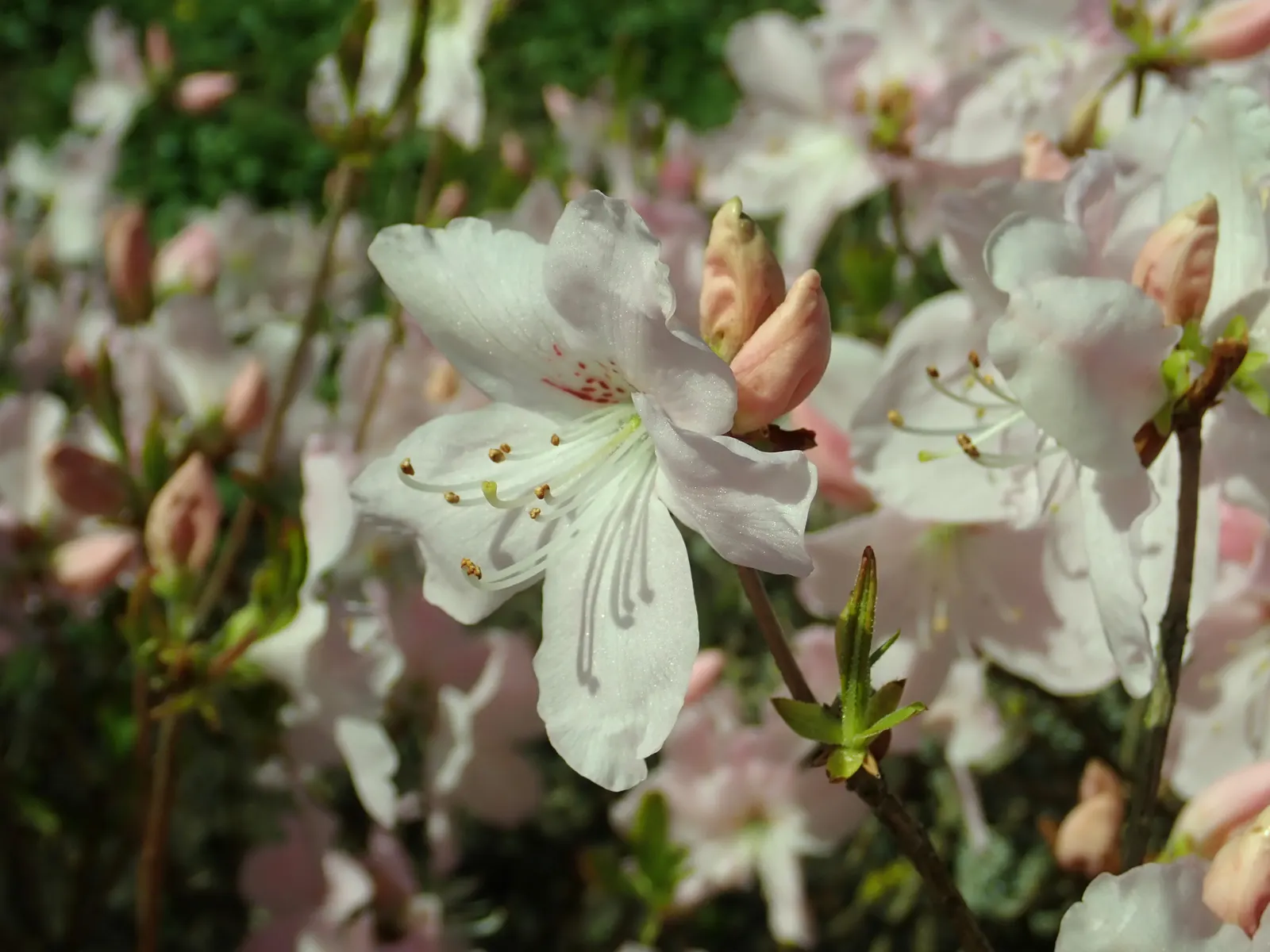 Royal Azalea (Rhododendron Schlippenbachii) — benefitting greatly from a layer of mulch to retain moisture and protect its shallow root system; the foliage of