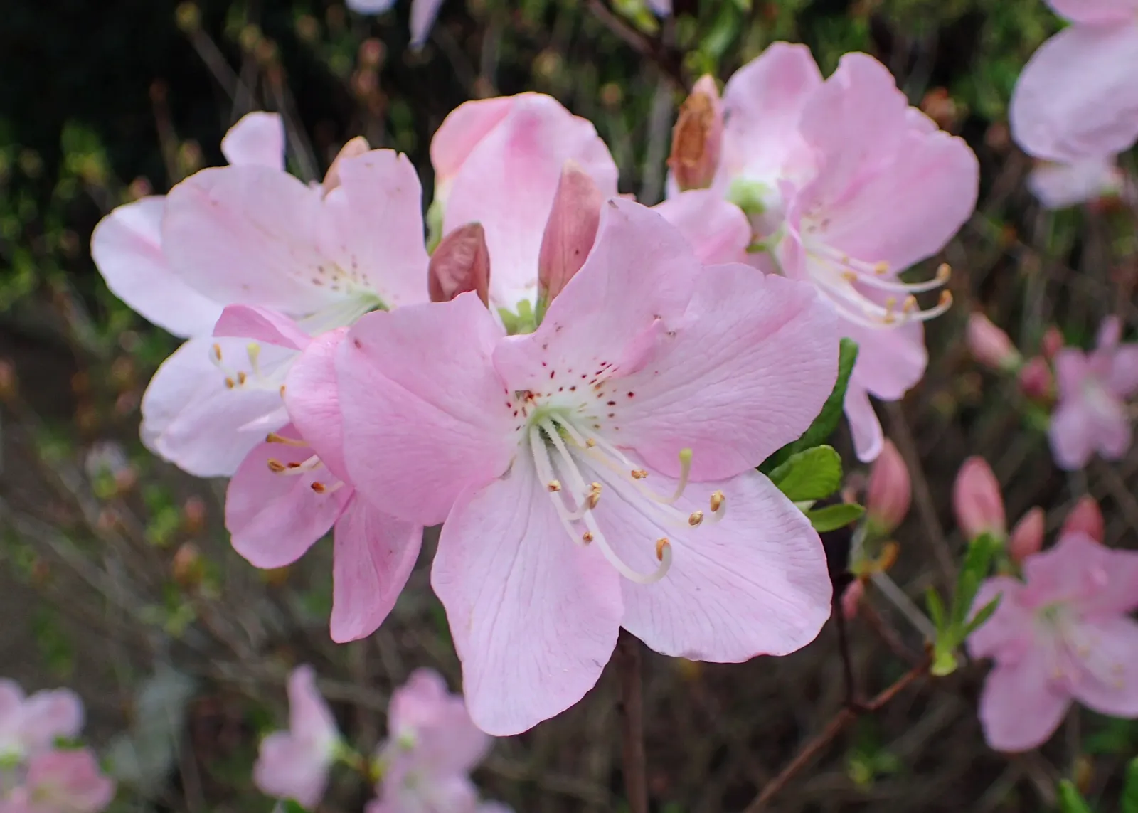 Royal Azalea (Rhododendron Schlippenbachii) — Native to the regions of Korea; the foliage of Rhododendron schlippenbachii transforms into an alluring display