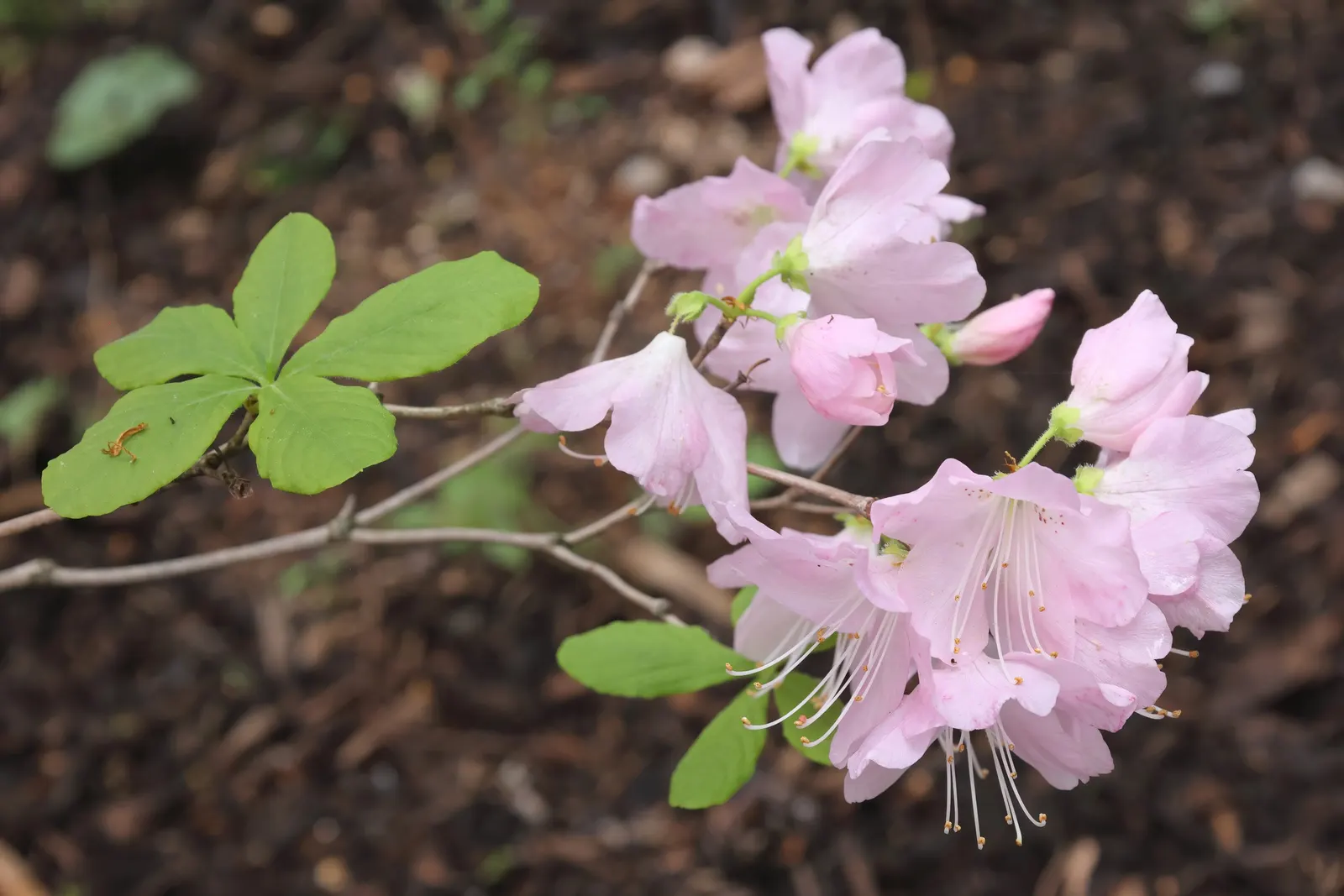 Royal Azalea (Rhododendron Schlippenbachii) — the foliage of Rhododendron schlippenbachii transforms into an alluring display of orange; benefitting greatly