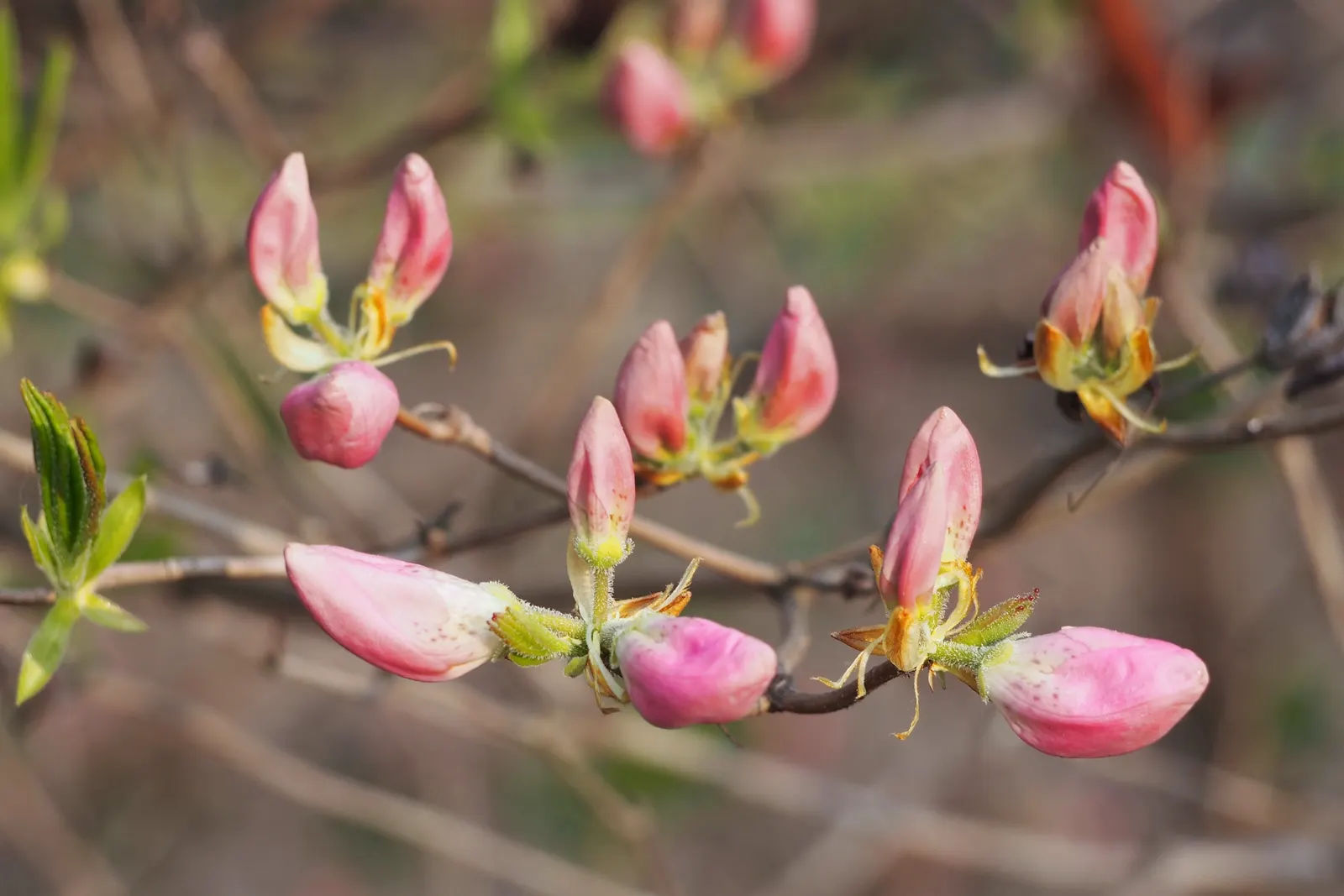 Royal Azalea (Rhododendron Schlippenbachii) — shrub with pink blooms