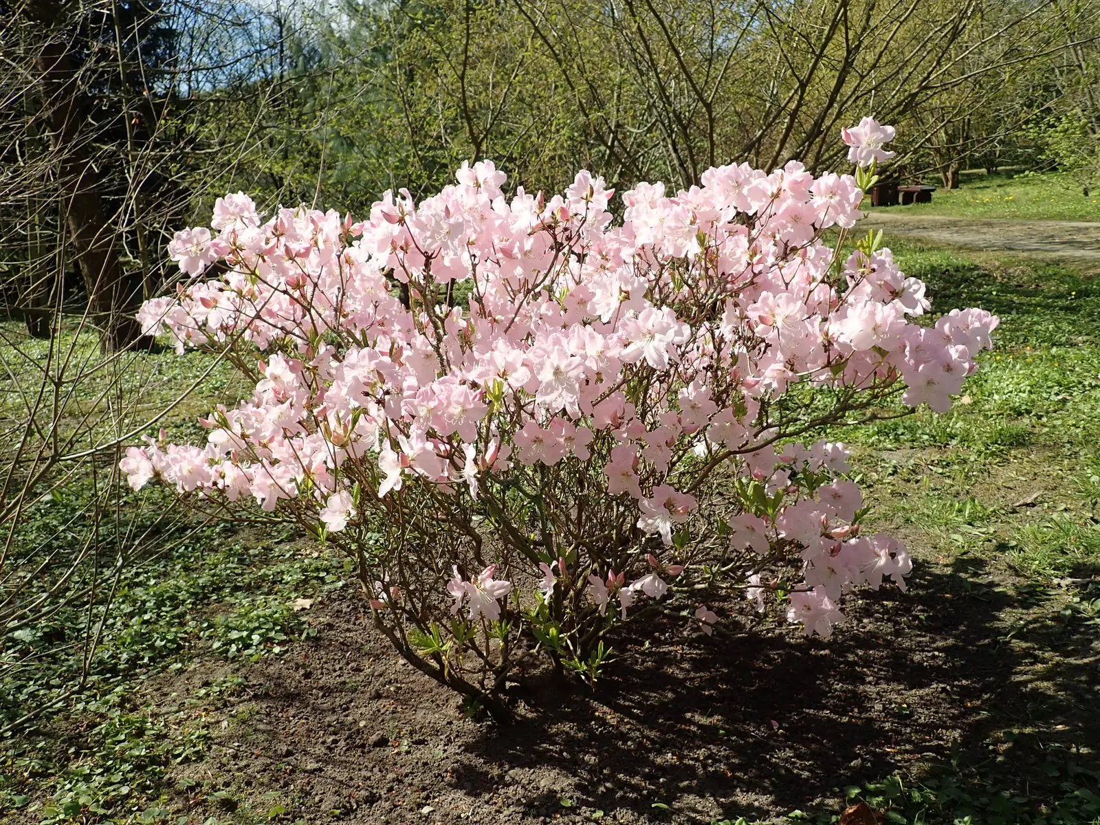 Royal Azalea (Rhododendron Schlippenbachii) — Foliage turns striking hues in fall