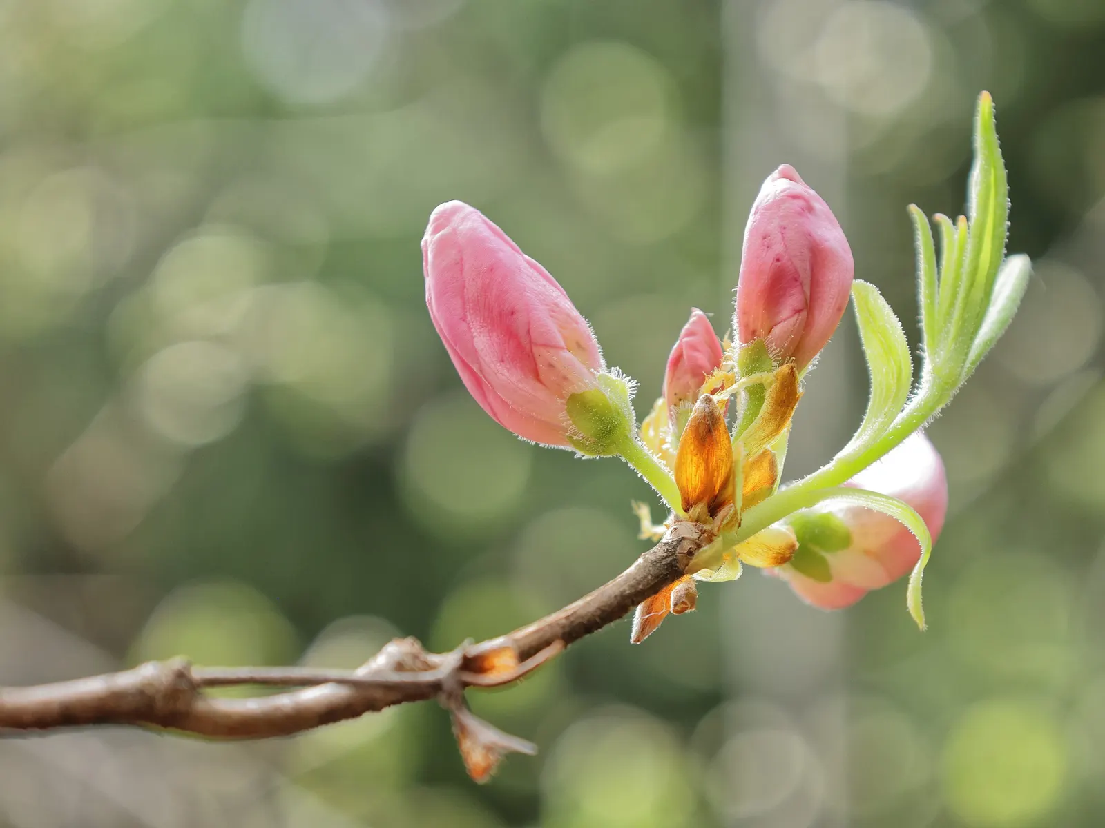 Royal Azalea (Rhododendron Schlippenbachii) — but proper drainage is crucial to prevent root rot; benefitting greatly from a layer of mulch to retain moisture
