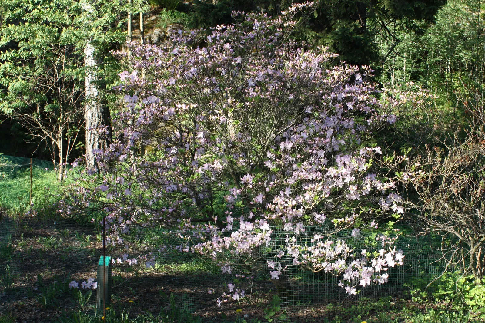 Royal Azalea (Rhododendron Schlippenbachii) — this species prominently features in many temperate garden designs for its ornamental appeal; benefitting greatly