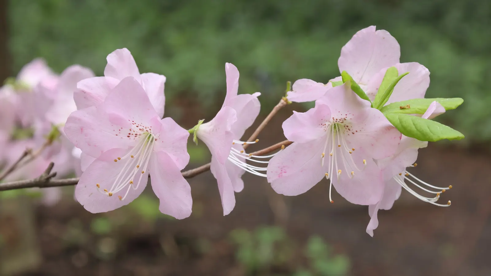 Royal Azalea (Rhododendron Schlippenbachii) — Hardy and moderately low-maintenance