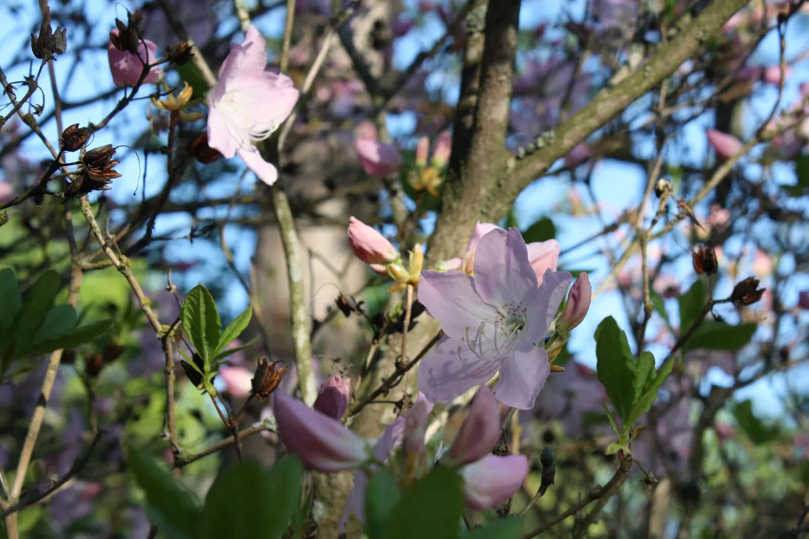 Royal Azalea (Rhododendron Schlippenbachii) — presenting a pale pink to white shade