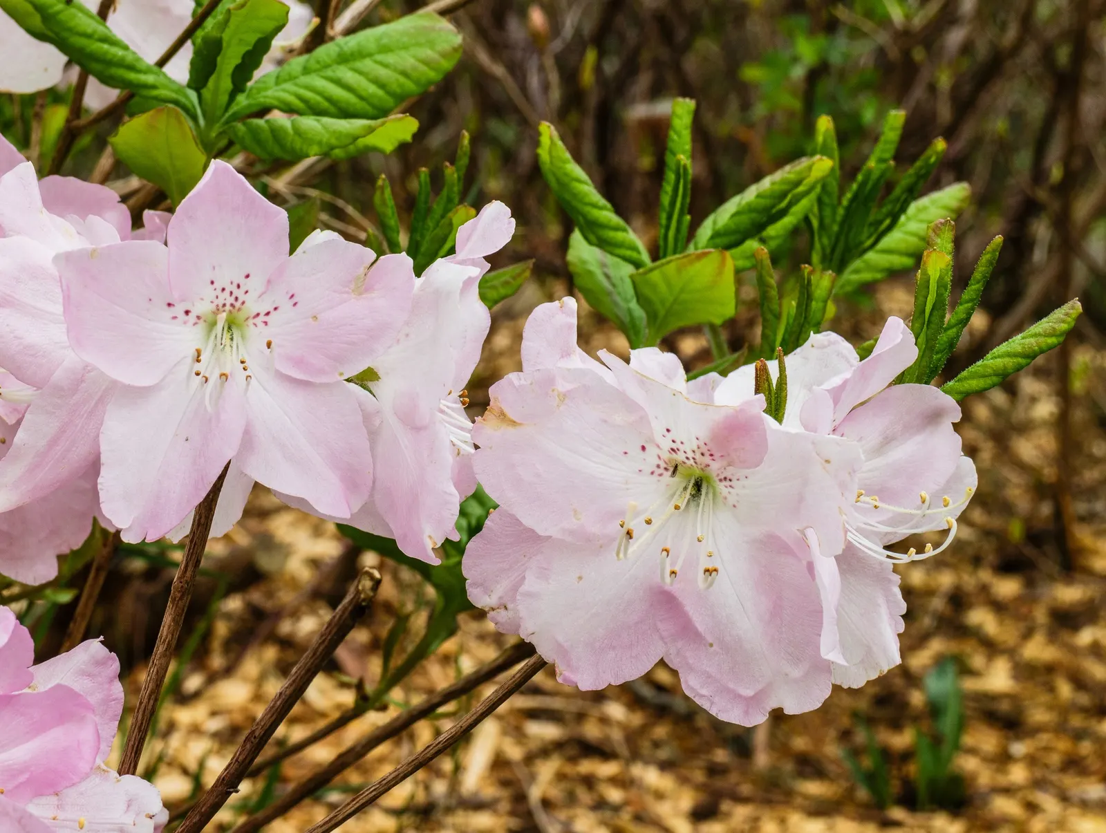 Royal Azalea (Rhododendron Schlippenbachii) — In late spring, it boasts an impressive array of flowers before the emergence of leaves