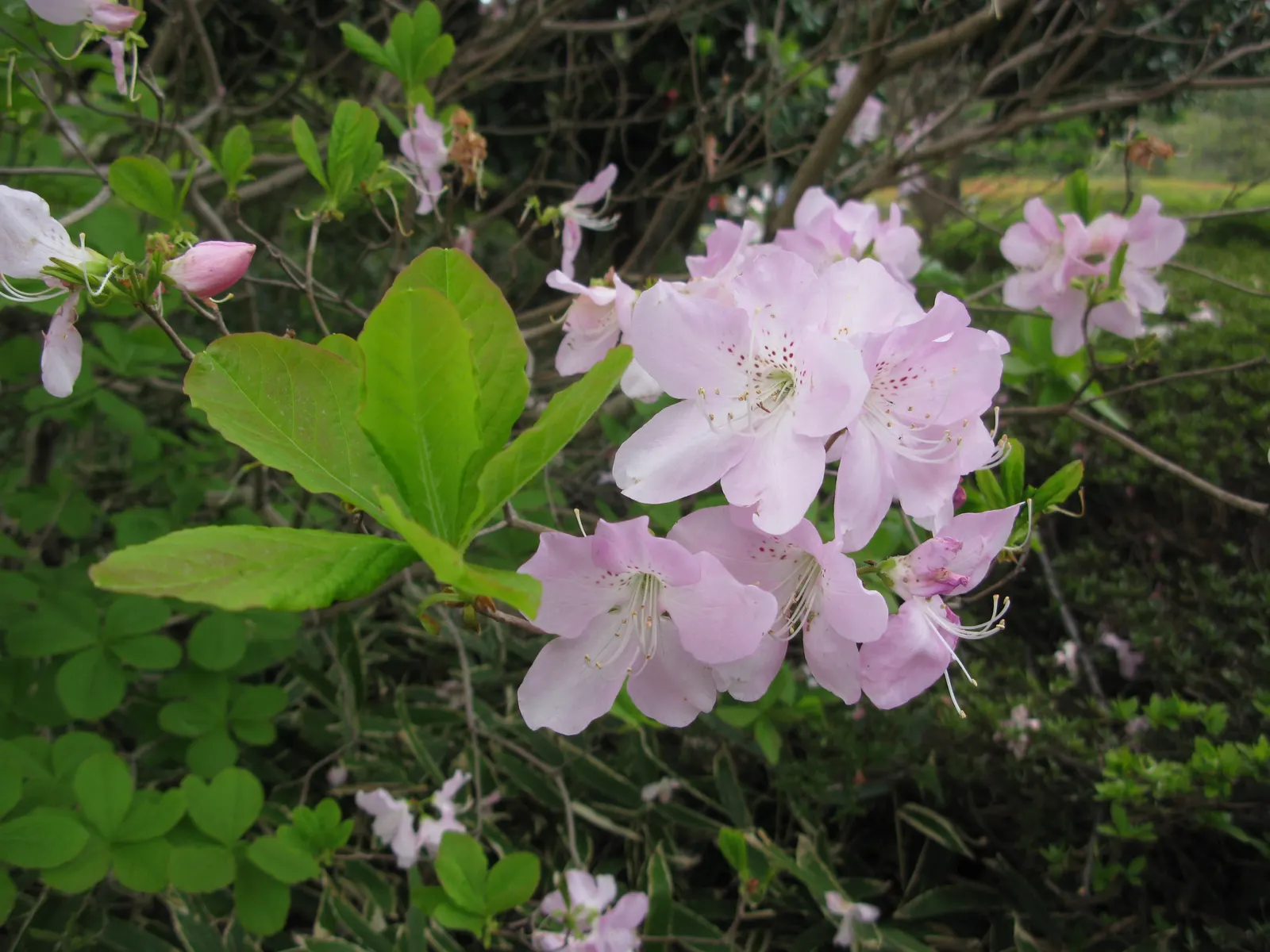 Royal Azalea (Rhododendron Schlippenbachii) — Foliage turns striking hues in fall; benefitting greatly from a layer of mulch to retain moisture and, image 59