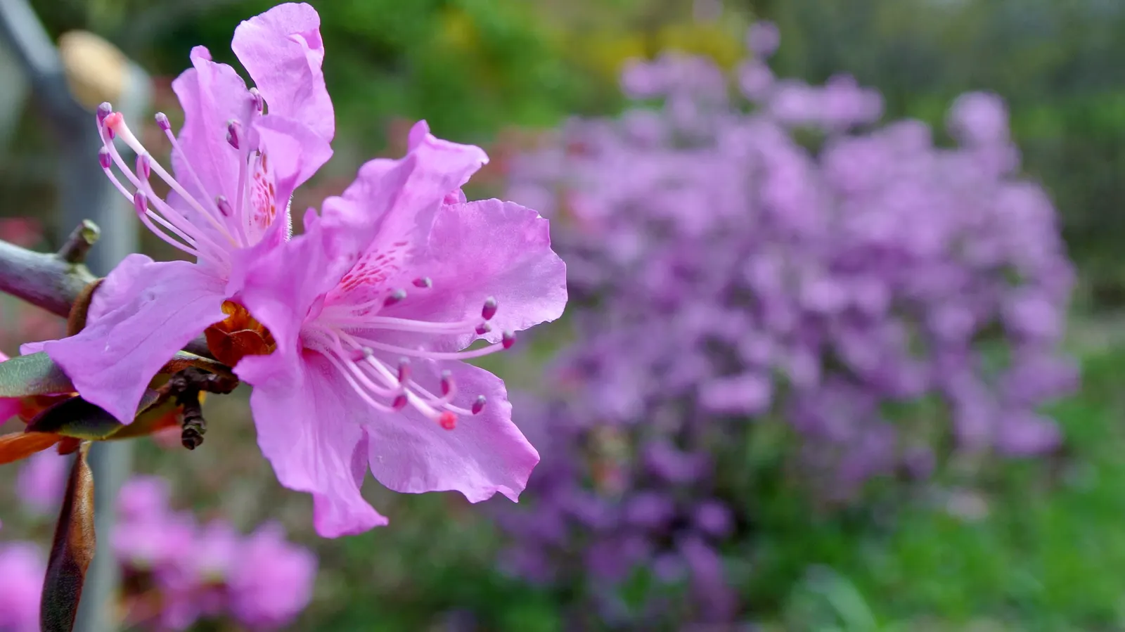 Royal Azalea (Rhododendron Schlippenbachii) — It can reach 4-6 feet in height and spans of 3-5 feet, thriving in partial shade and well-drained, acidic soil