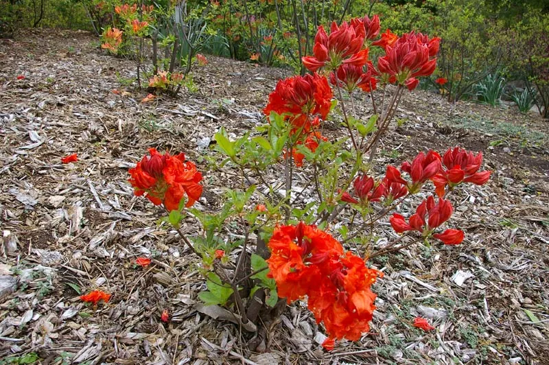 Royal Azalea (Rhododendron Schlippenbachii) — which are up to 3 inches long; the foliage of Rhododendron schlippenbachii transforms into an alluring display of